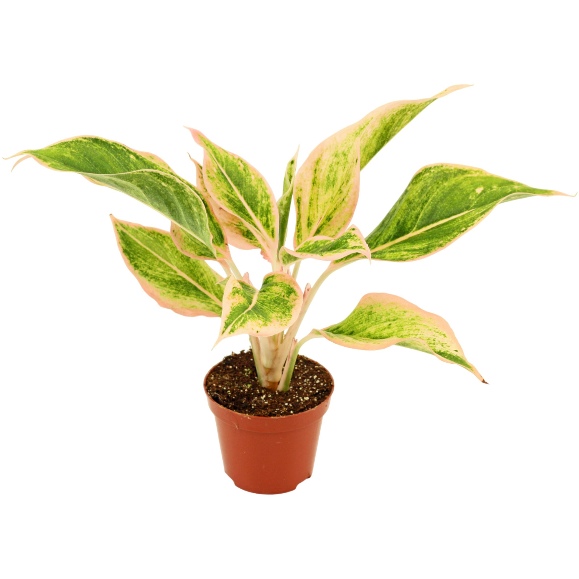 Aglaonema Lipstick pink 9 cm, D 9