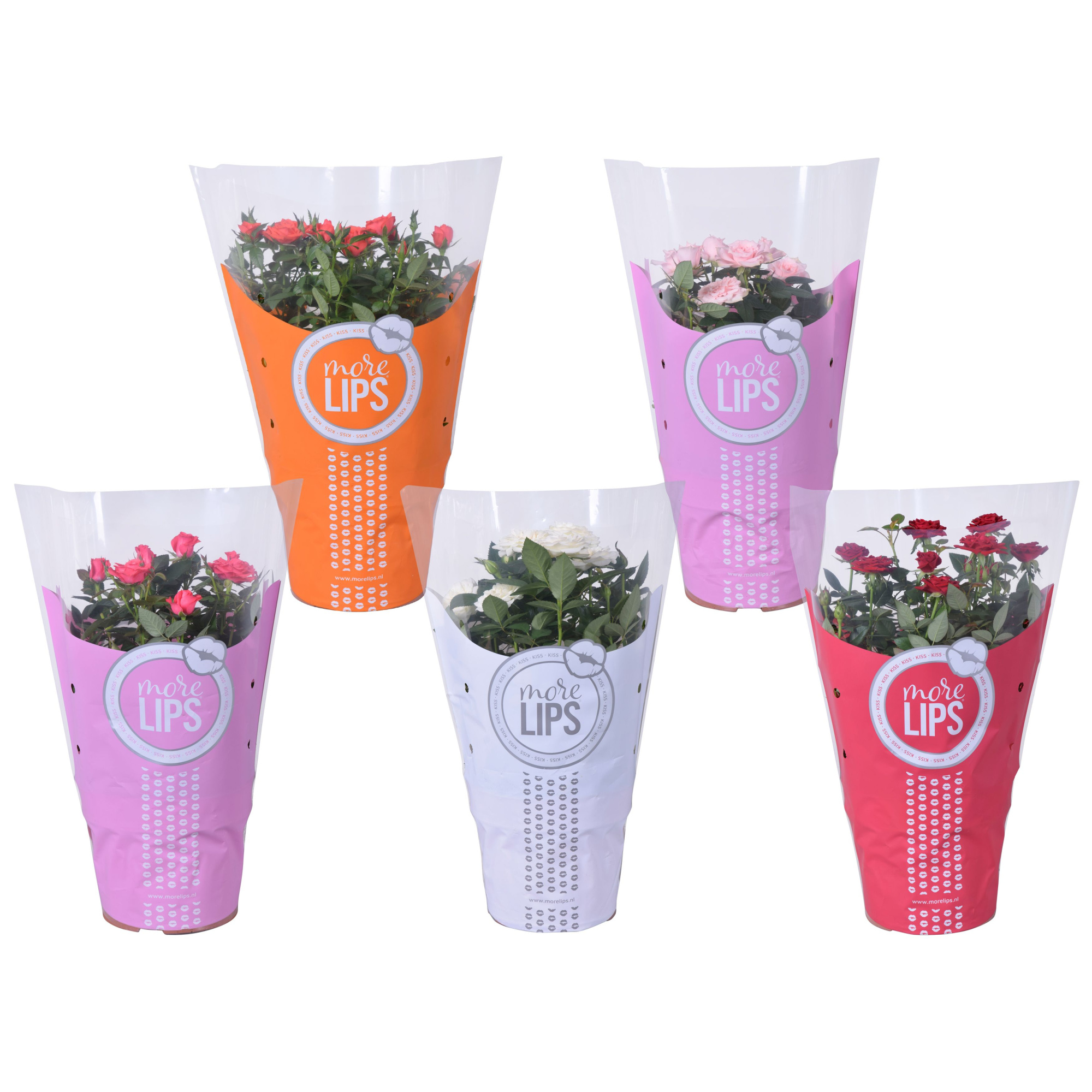 Rosa Favourite Roses diverse per laag/kar MoreLips, D 17 cm