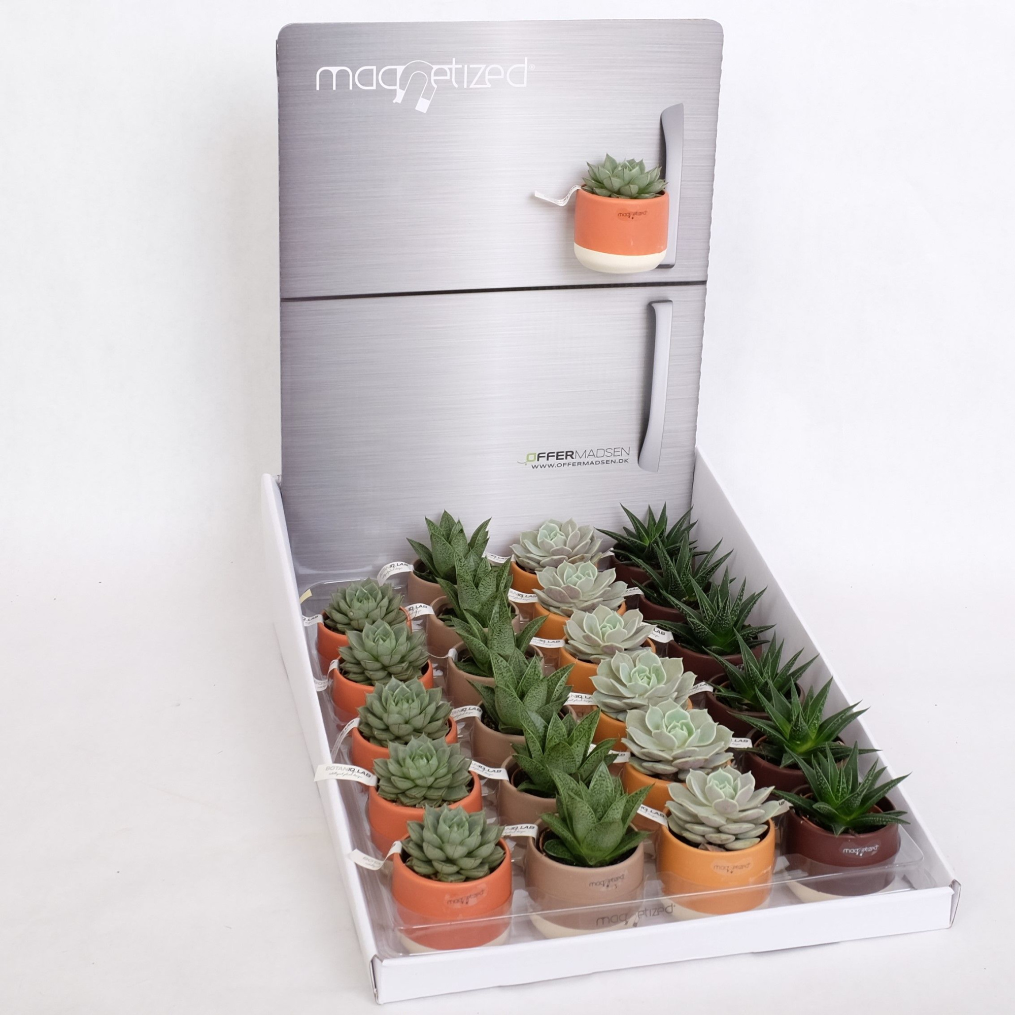 Magnetized Como in Display with Succulent mix, D 6 cm