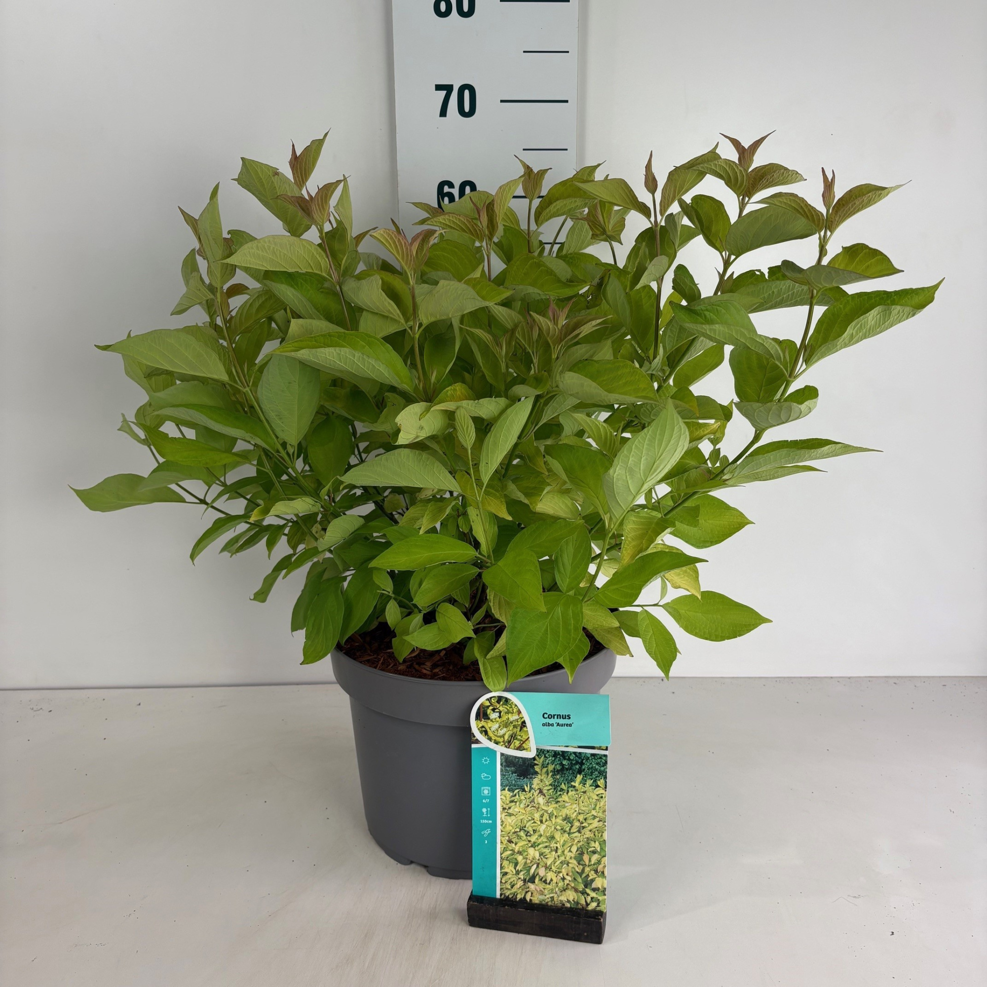 Cornus alba Aurea, D 29 cm