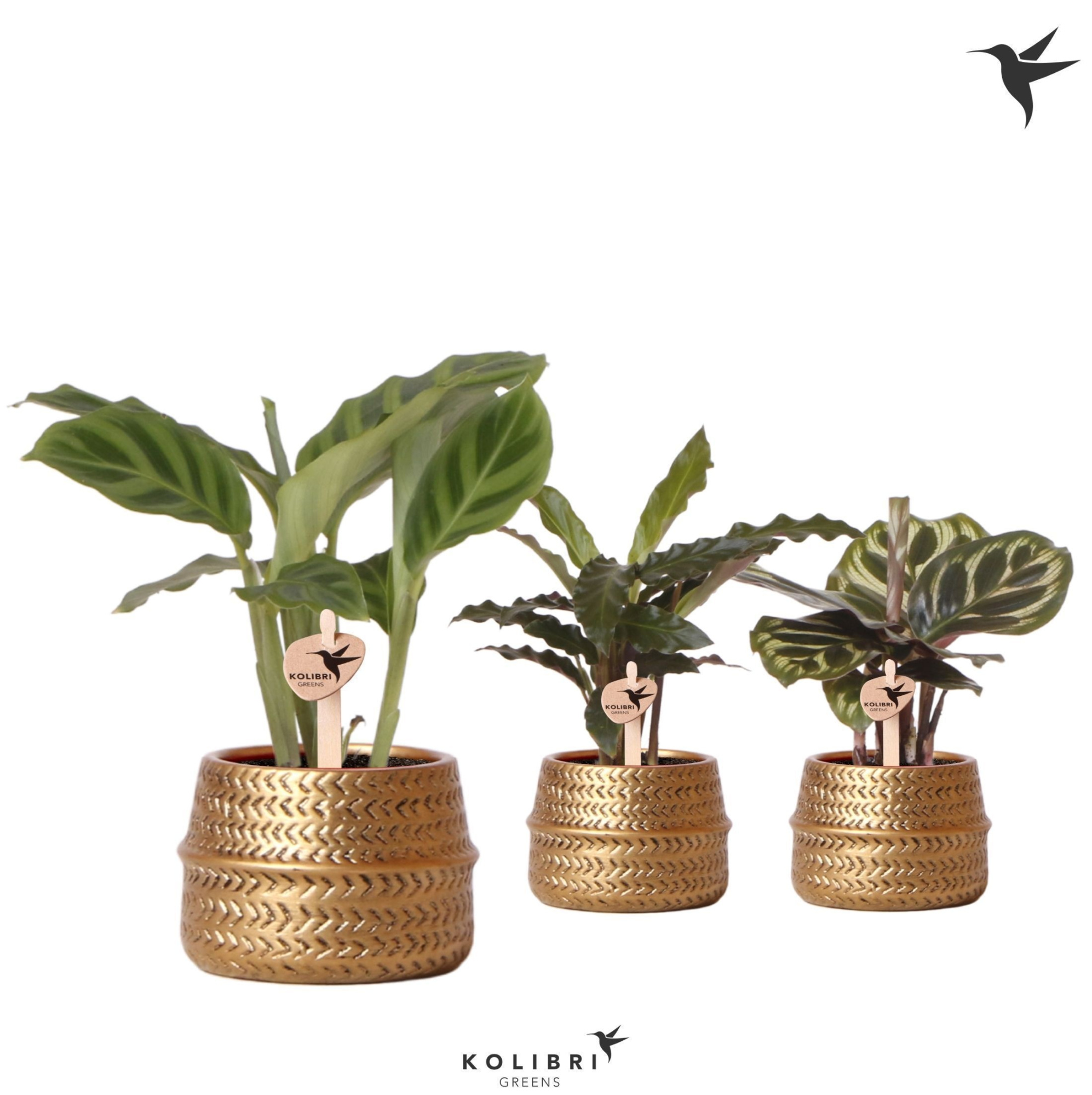 Kolibri Greens Calathea mix in Groove pot gold, D 6 cm