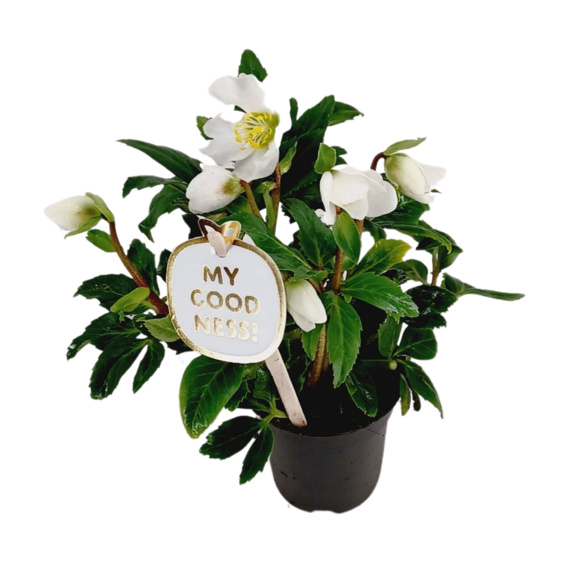 Helleborus niger 20cm /P9 'Christmas Carol, D 9 cm