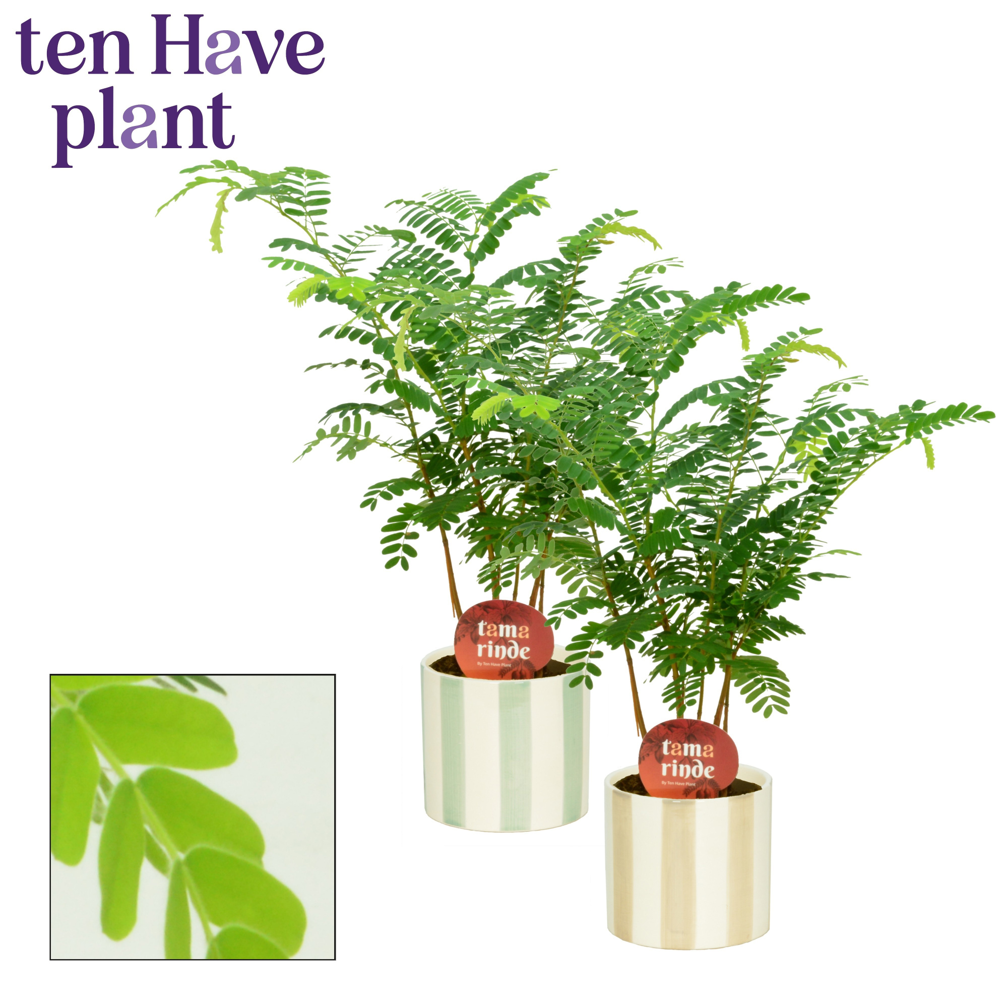 Tamarinde in Eline, D 12