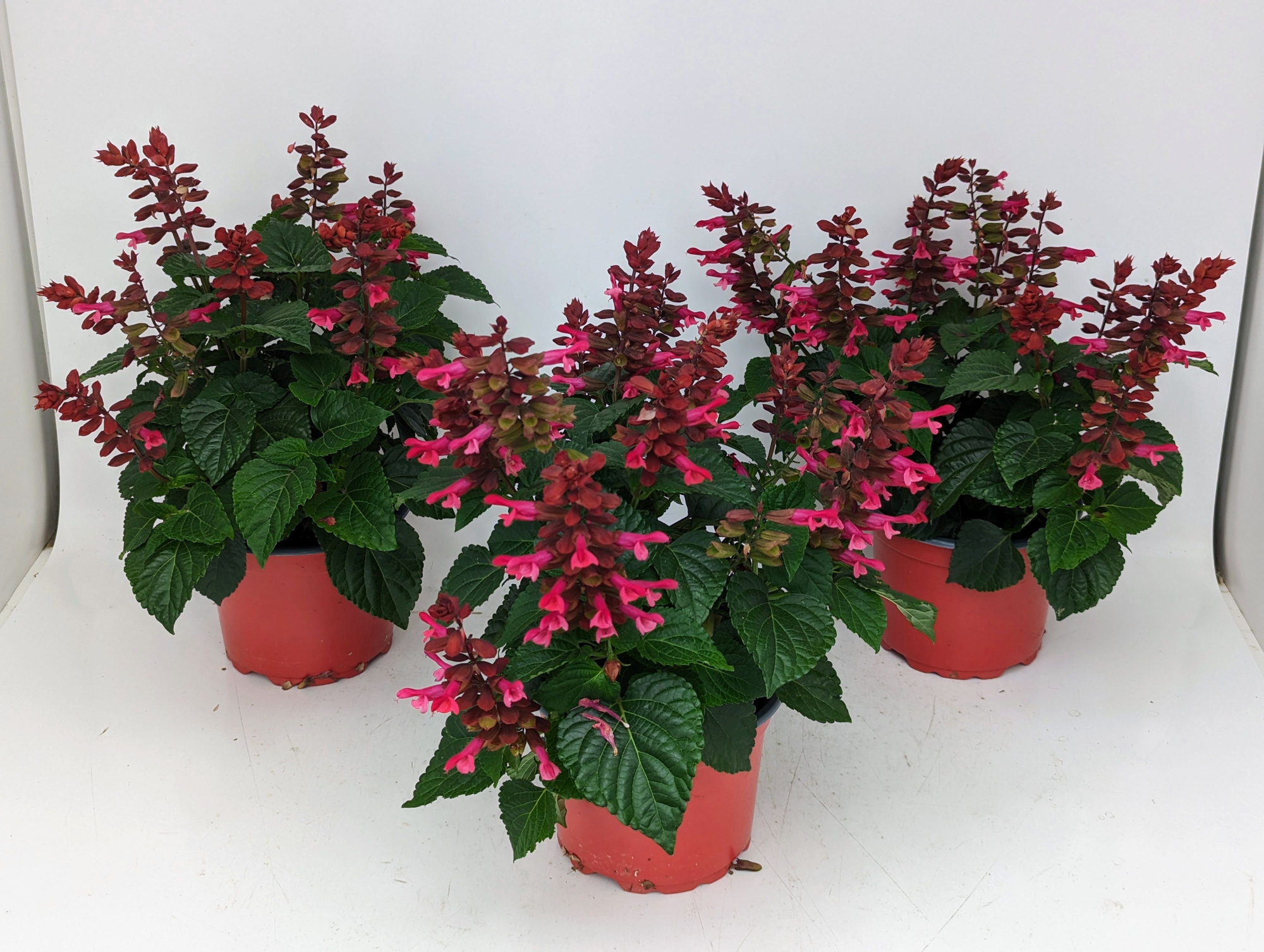 Salvia Rockin Fuchsia Mix T17 aus rosa, rot, blau, D 17