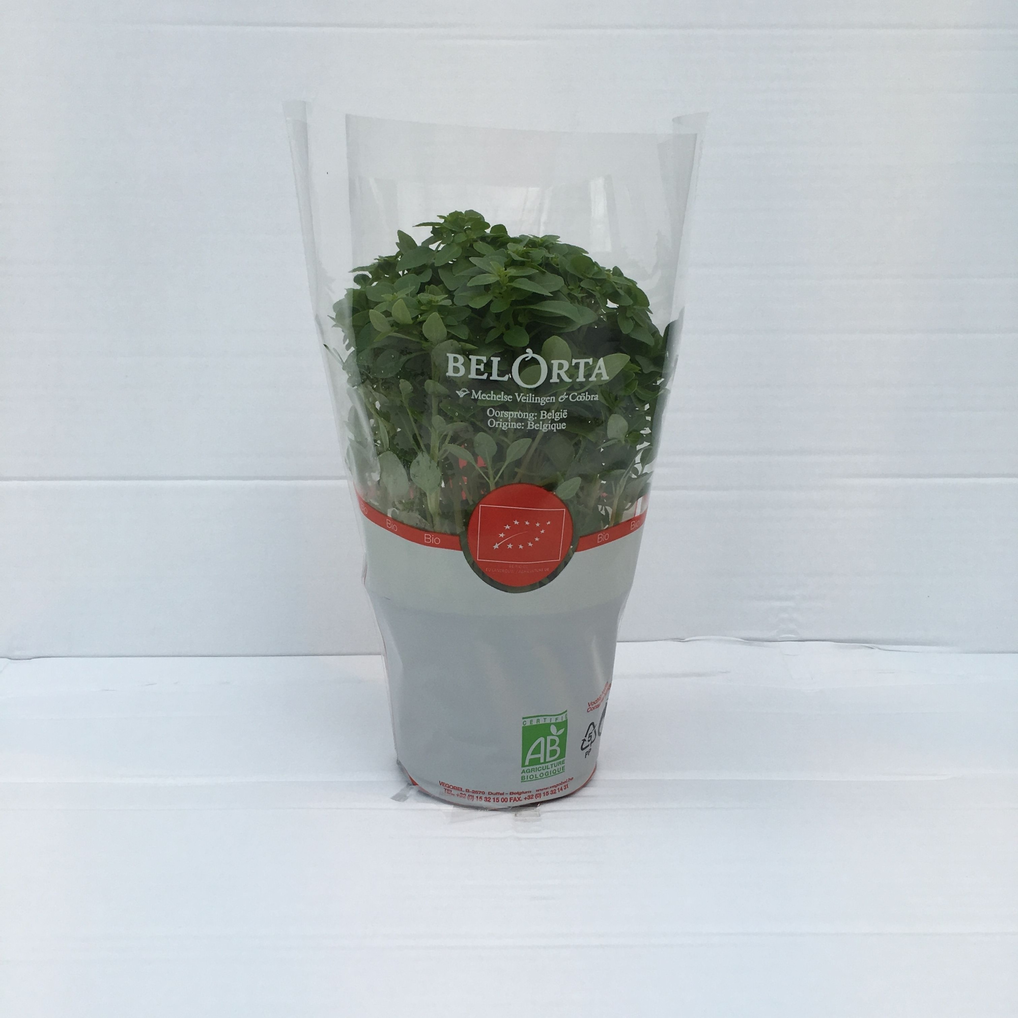 Basilicum Fijnbladig P12, D 12 cm