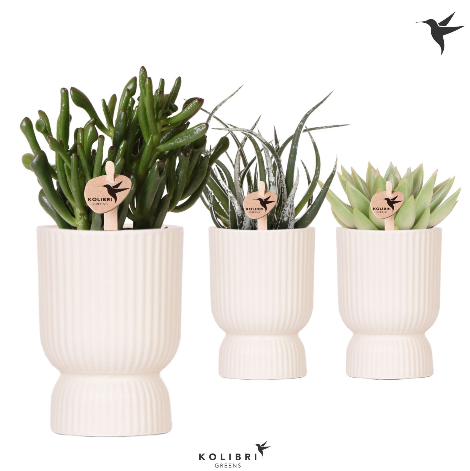 Kolibri Greens Succulenten mix in Diabolo pot travertine, D 9 cm