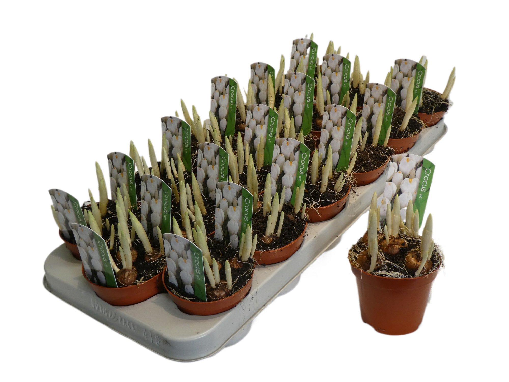 CROCUS JEANNE D ARC, D 9