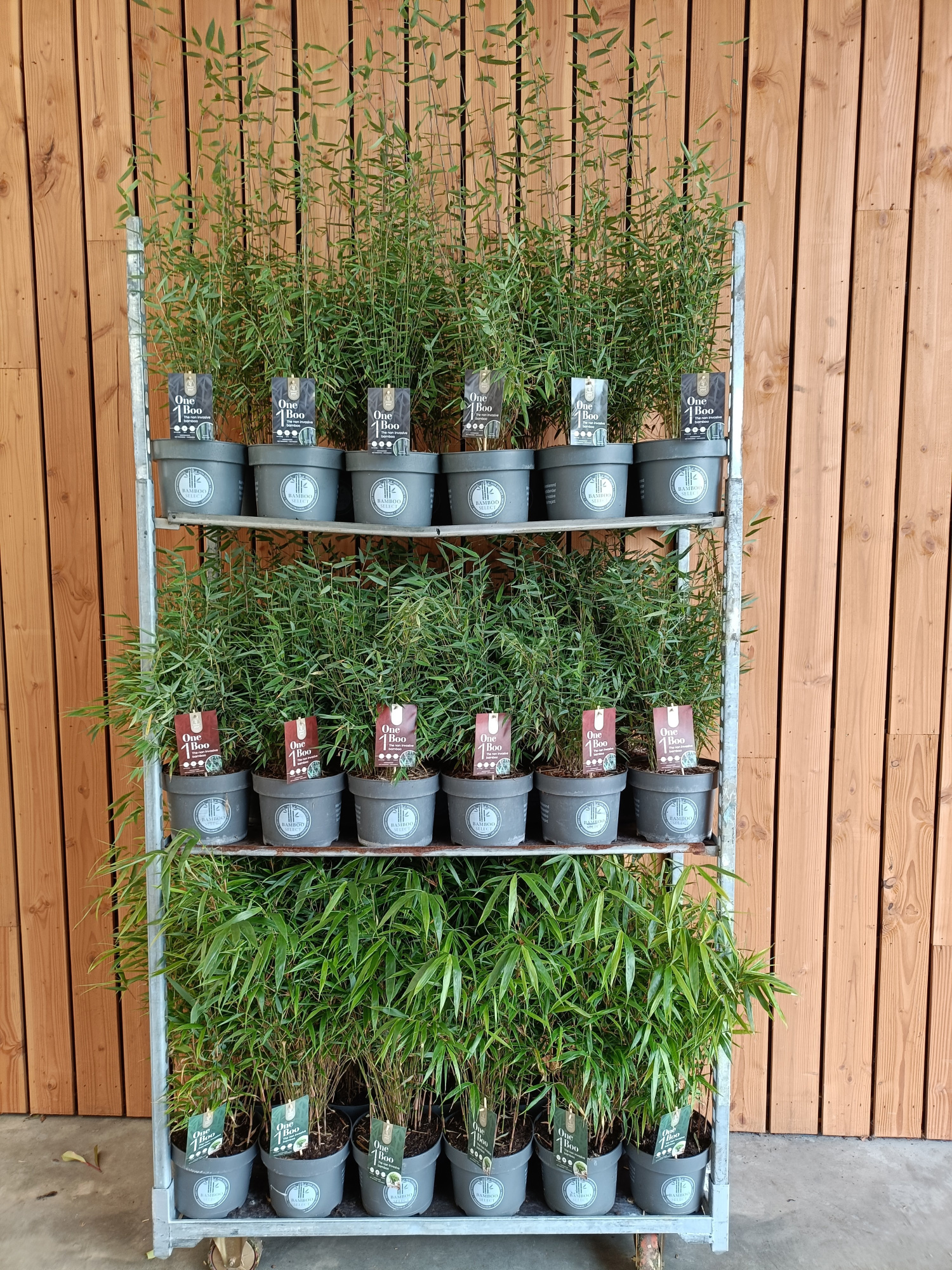 Fargesia C5 mix, D 23 cm