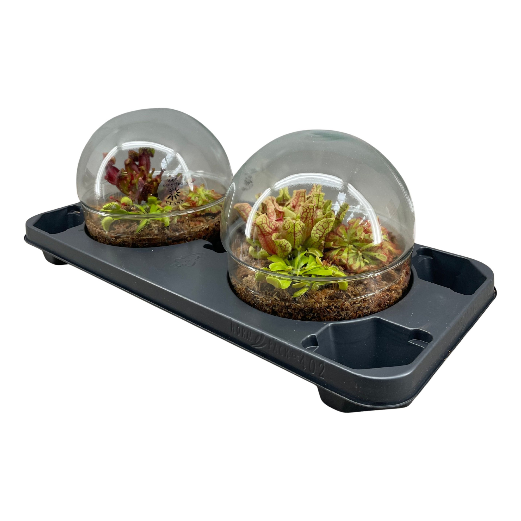 Vleesetende planten in 2-delig terrarium bol XL, D 20 cm