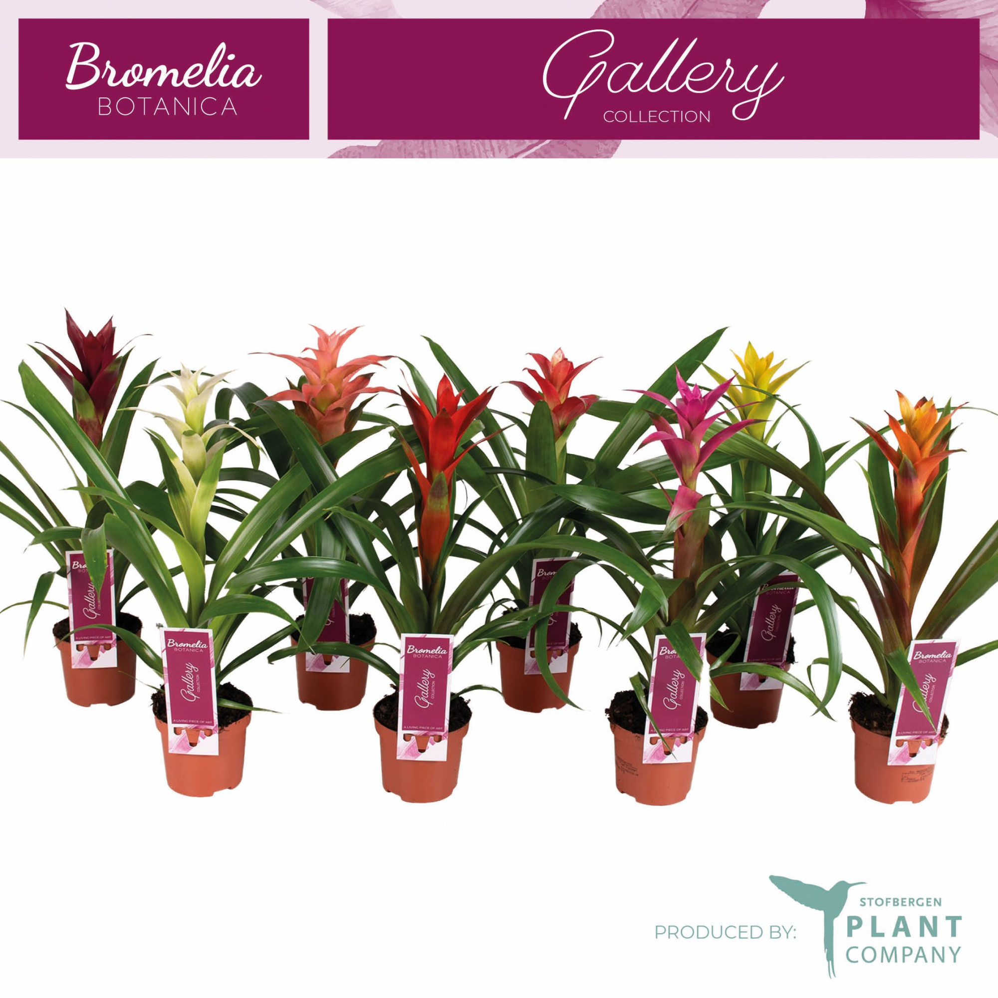 Guzmania gemengd, D 9 cm