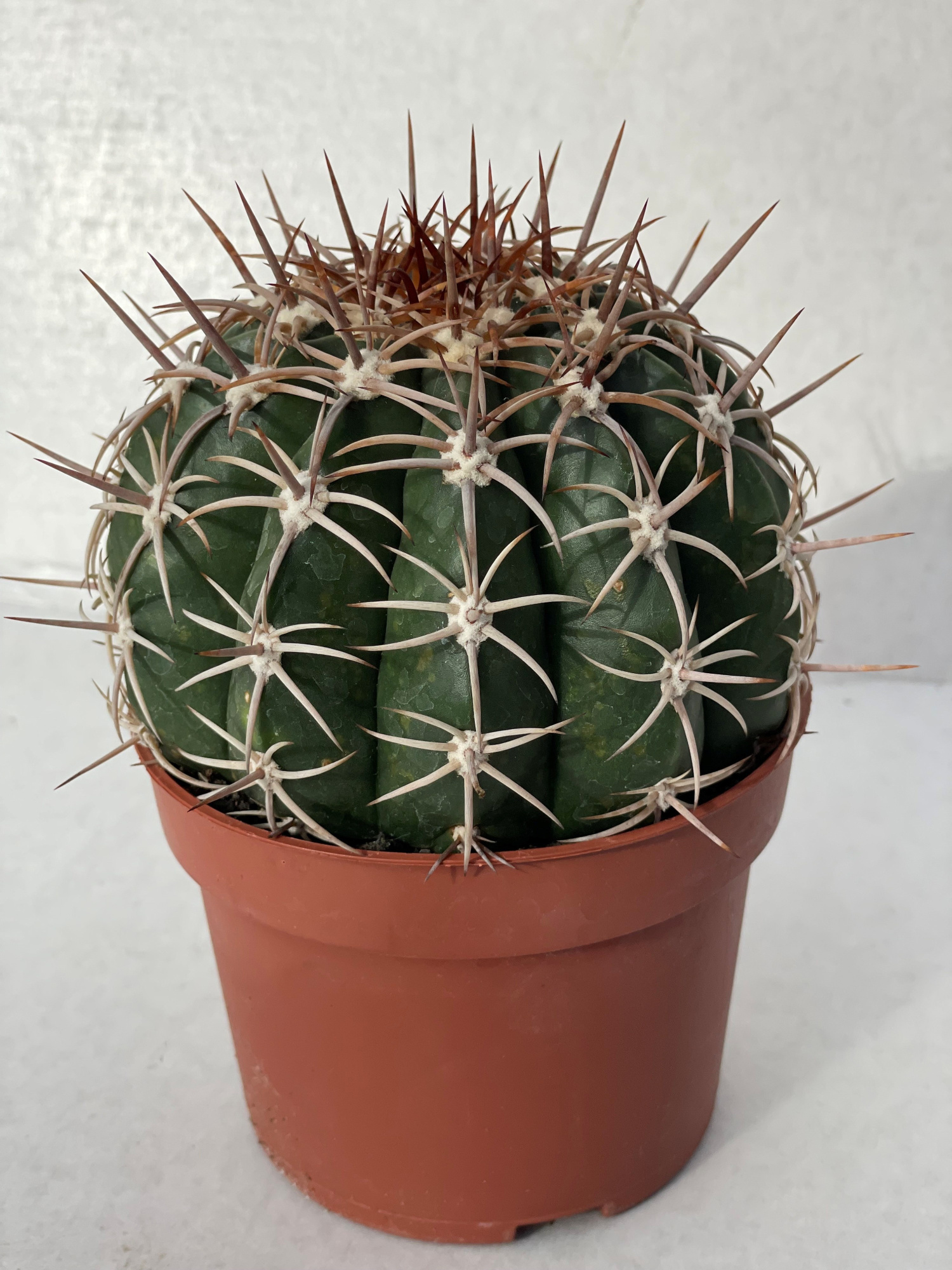 373 Melocactus Conoideus 12 cm, D 12