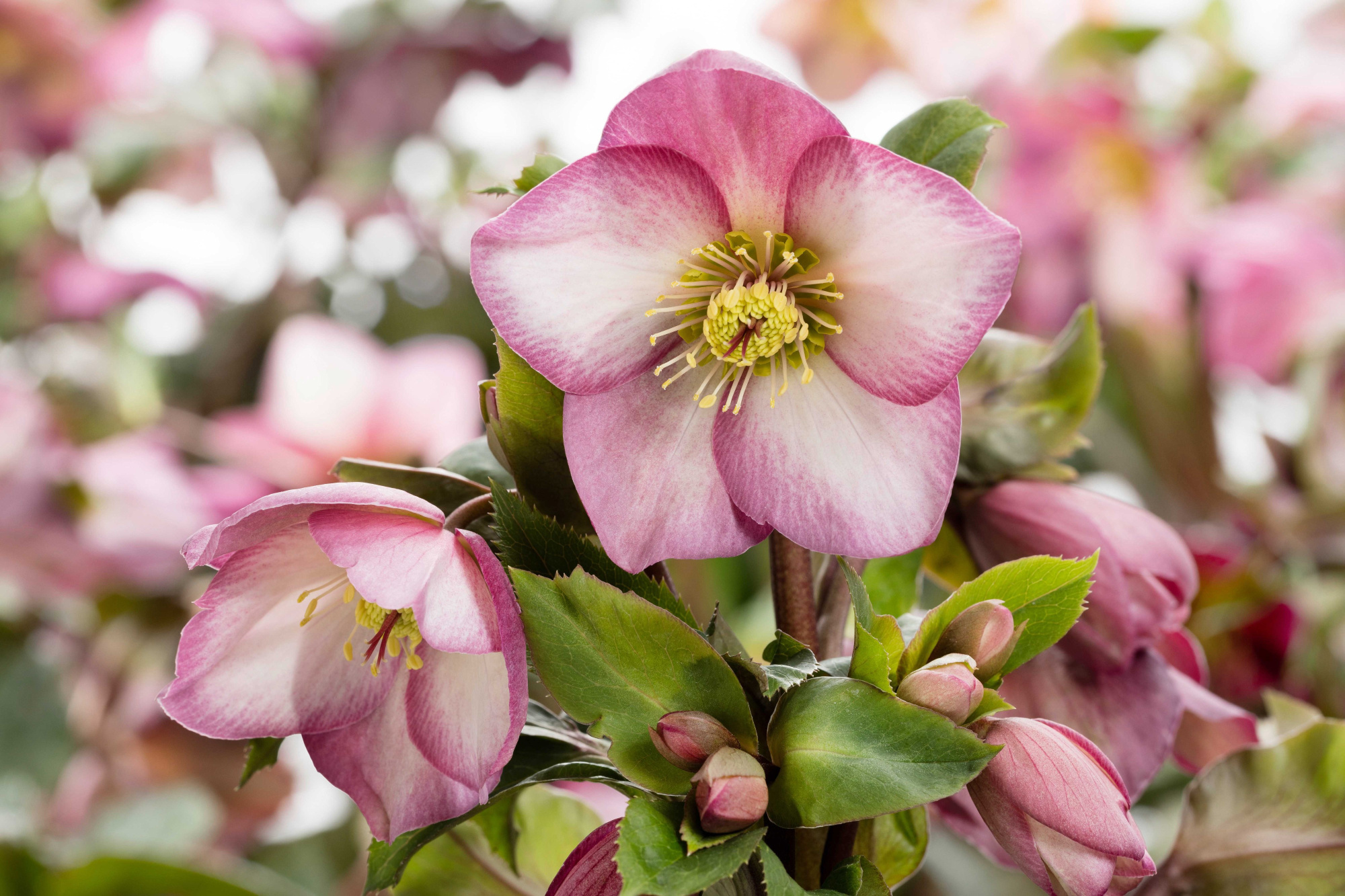 HGC® Ice N' Roses® Rose, D 29 cm