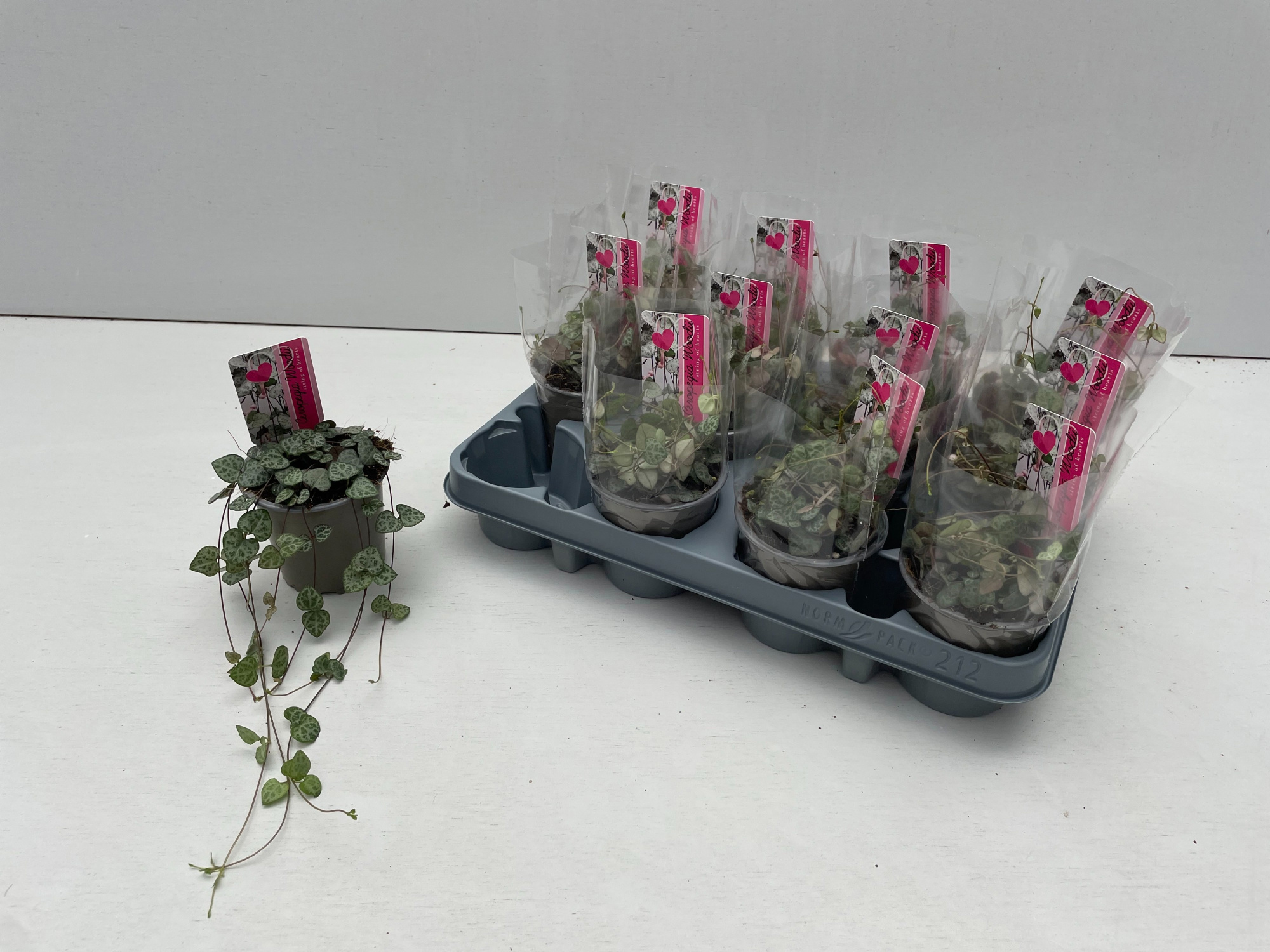 Ceropgia Woodii, D 9 cm