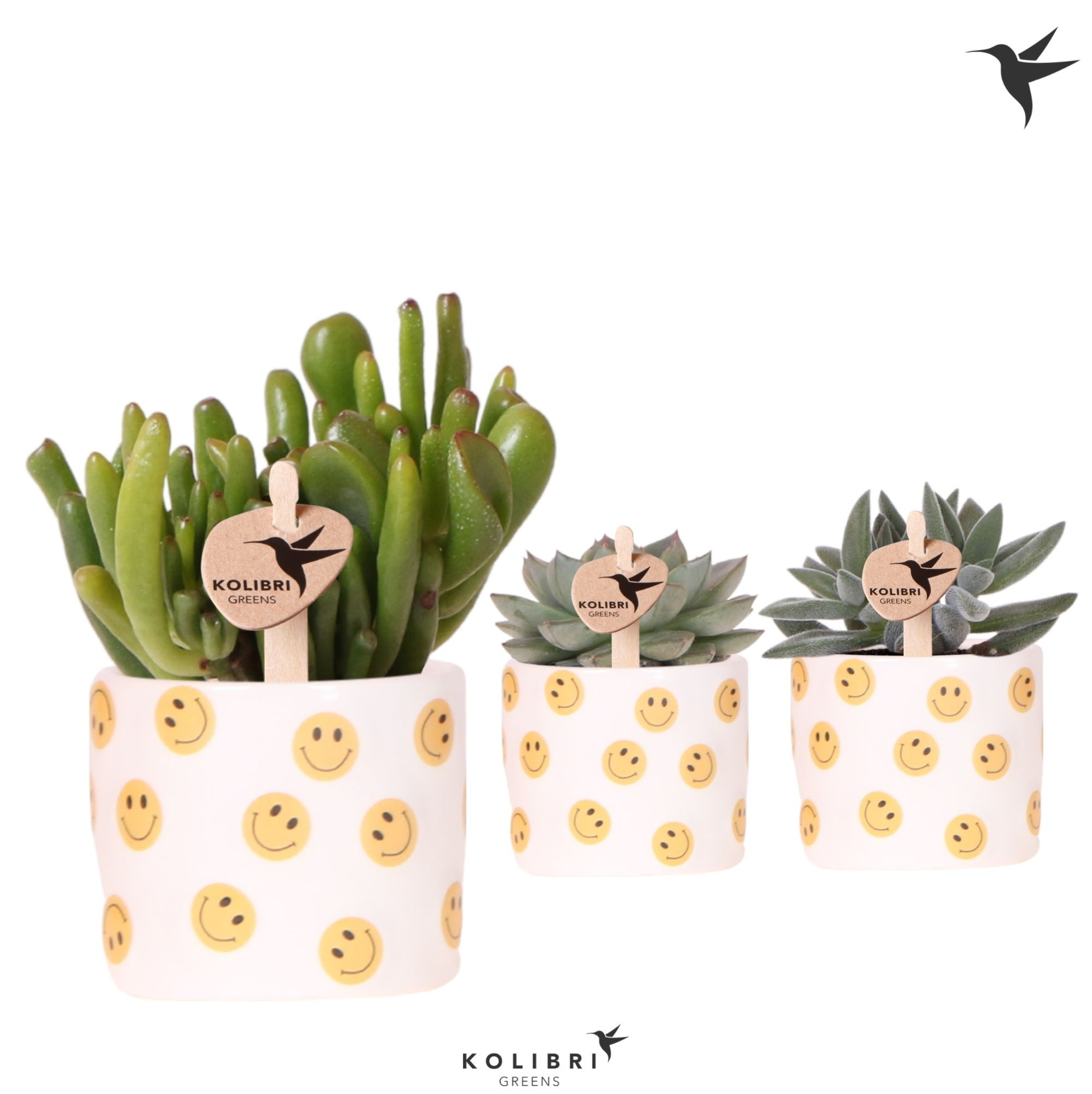Kolibri Greens Succulenten mix in Smiley pot, D 6 cm