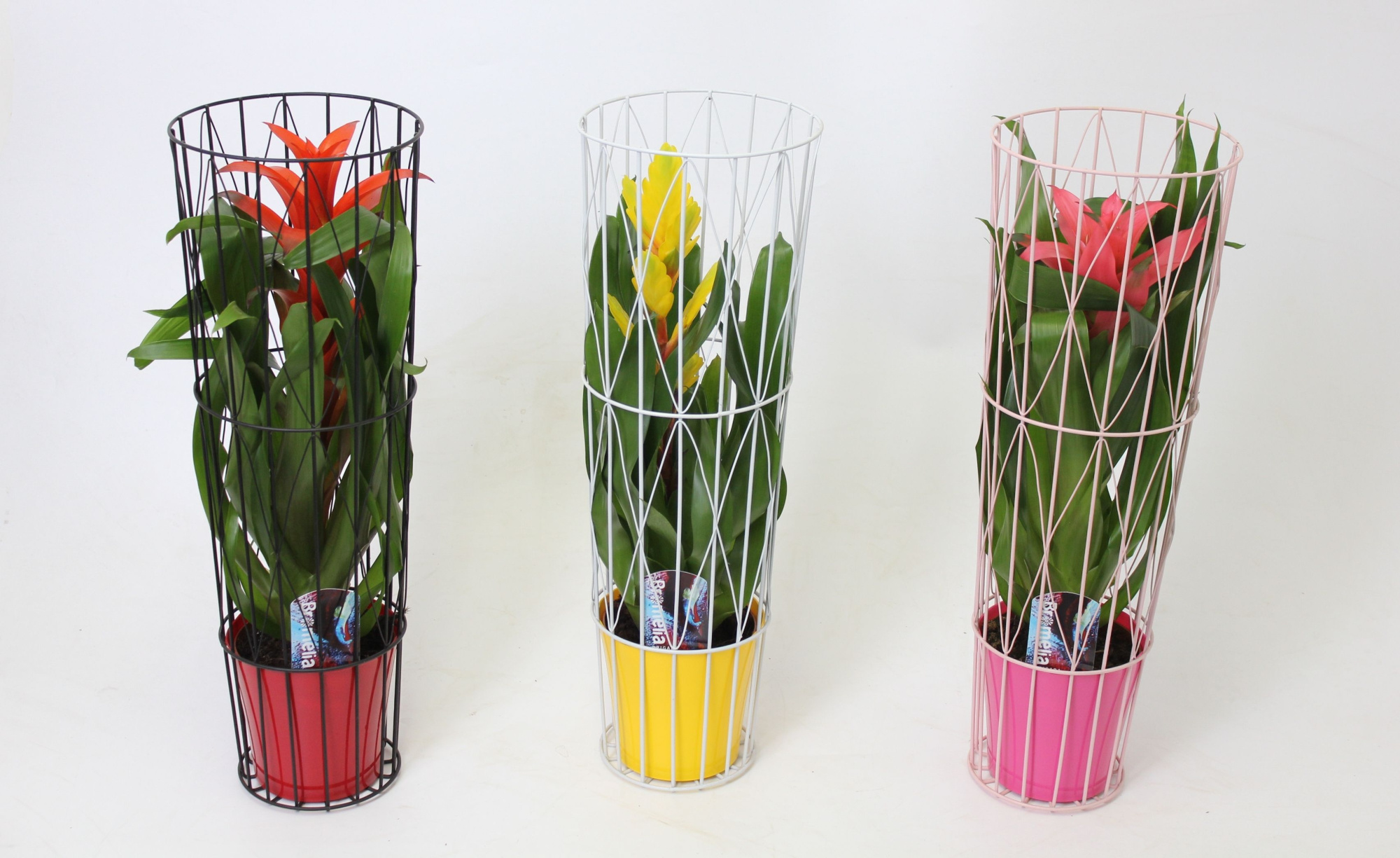 Bromelia Prison Vase, D 15 cm