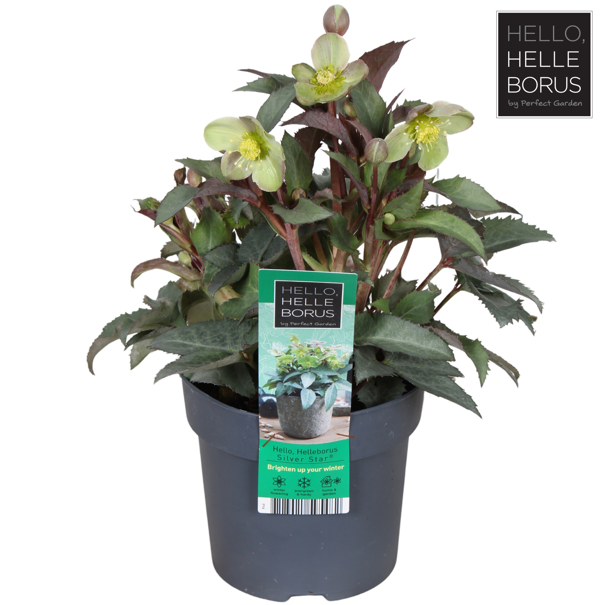 Helleborus sternii 'Silver Star' P14, D 14 cm