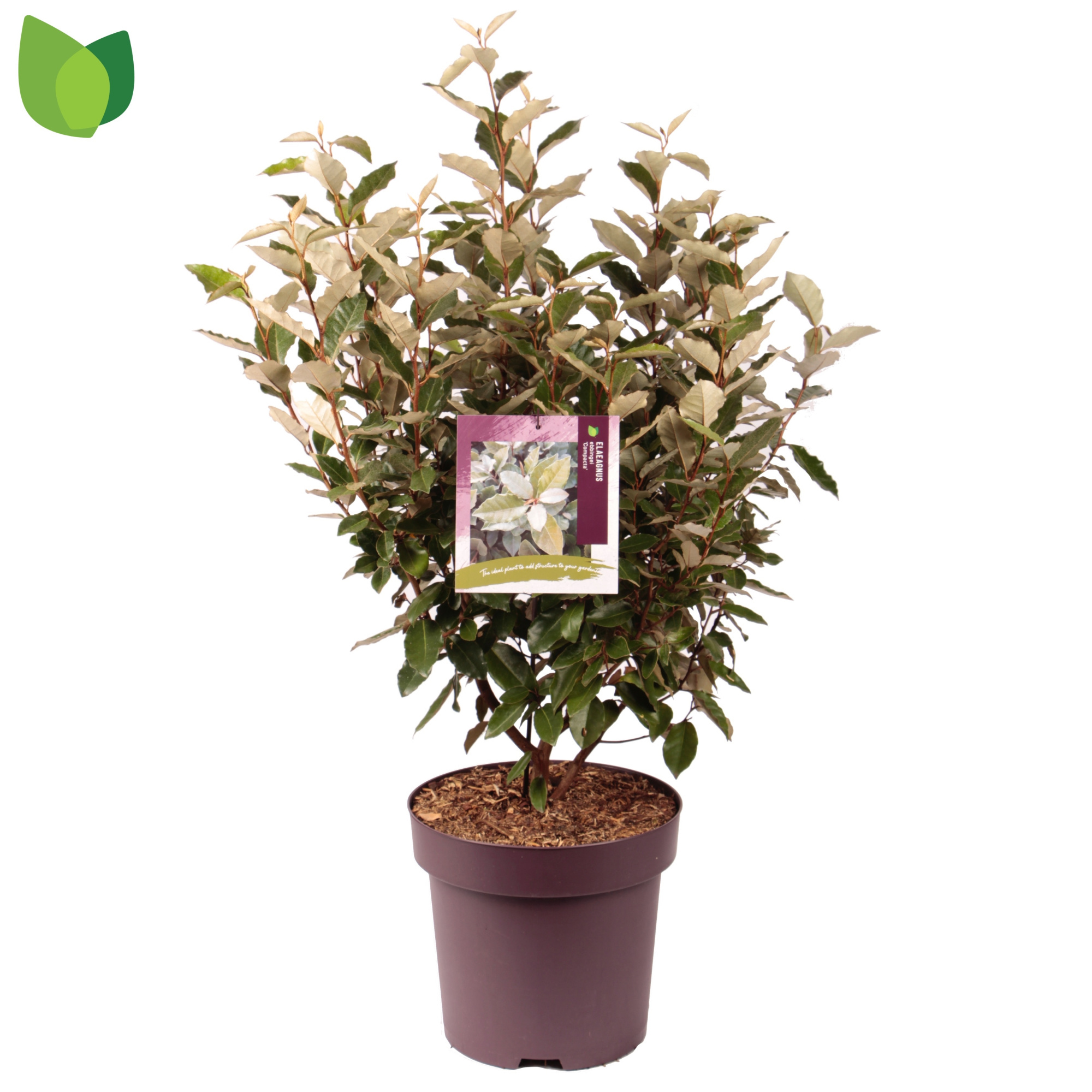 Elaeagnus ebbingei 'Compacta' C13/P31, D 31