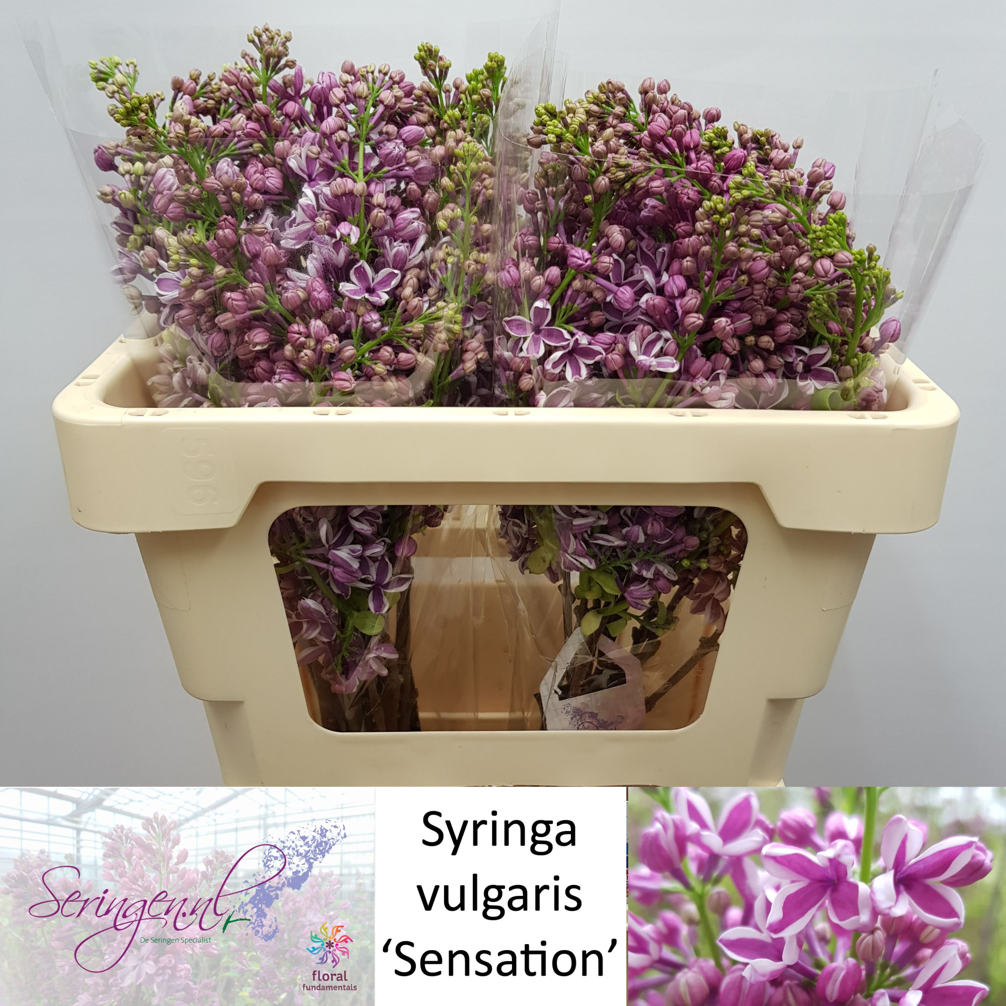 Сирень Сенсейшн 50 (фиолет.), шт.