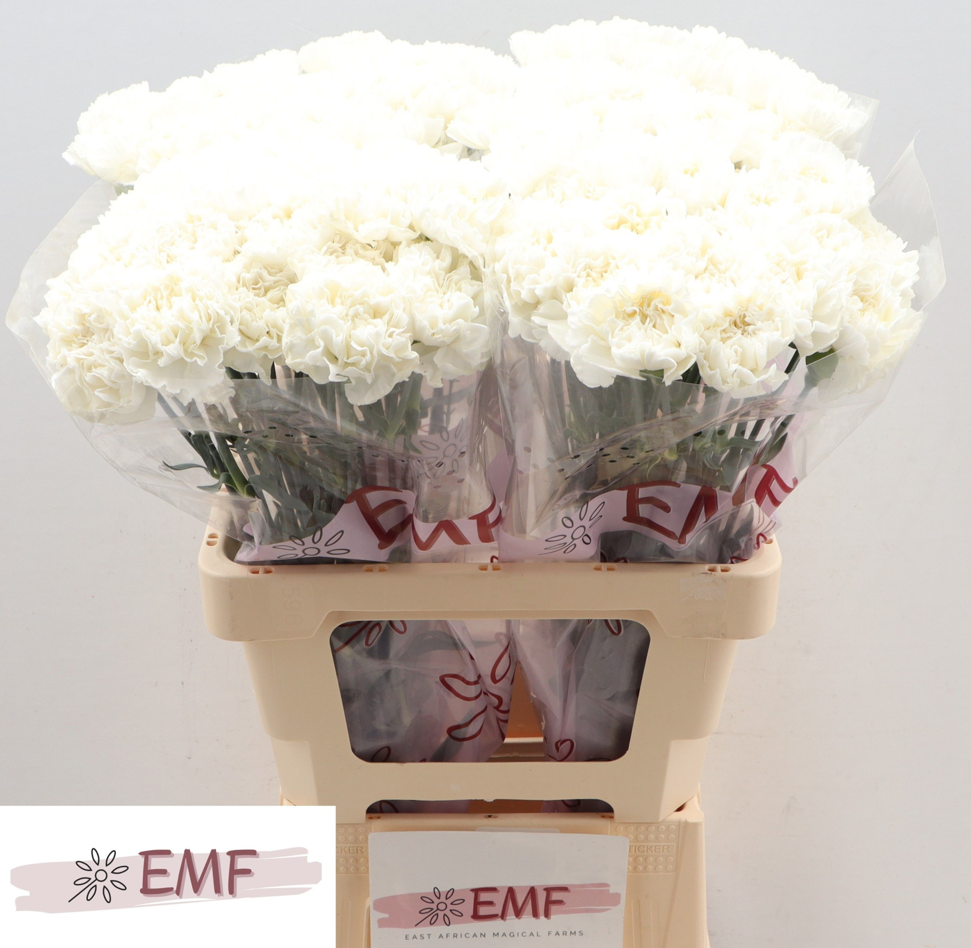 Диантус од. Холли, шт.