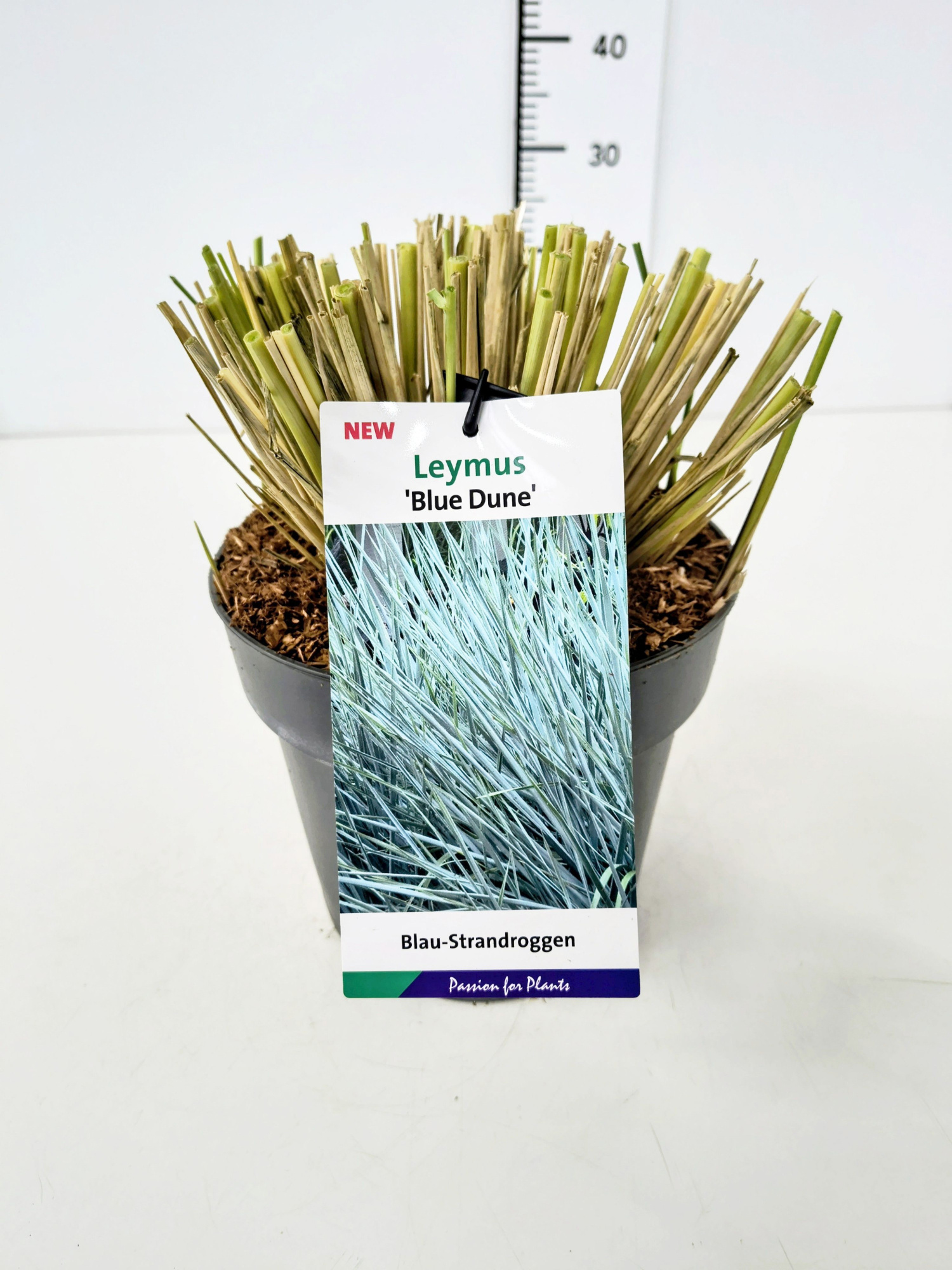 Leymus ar. 'Blue Dune' C5, D 23