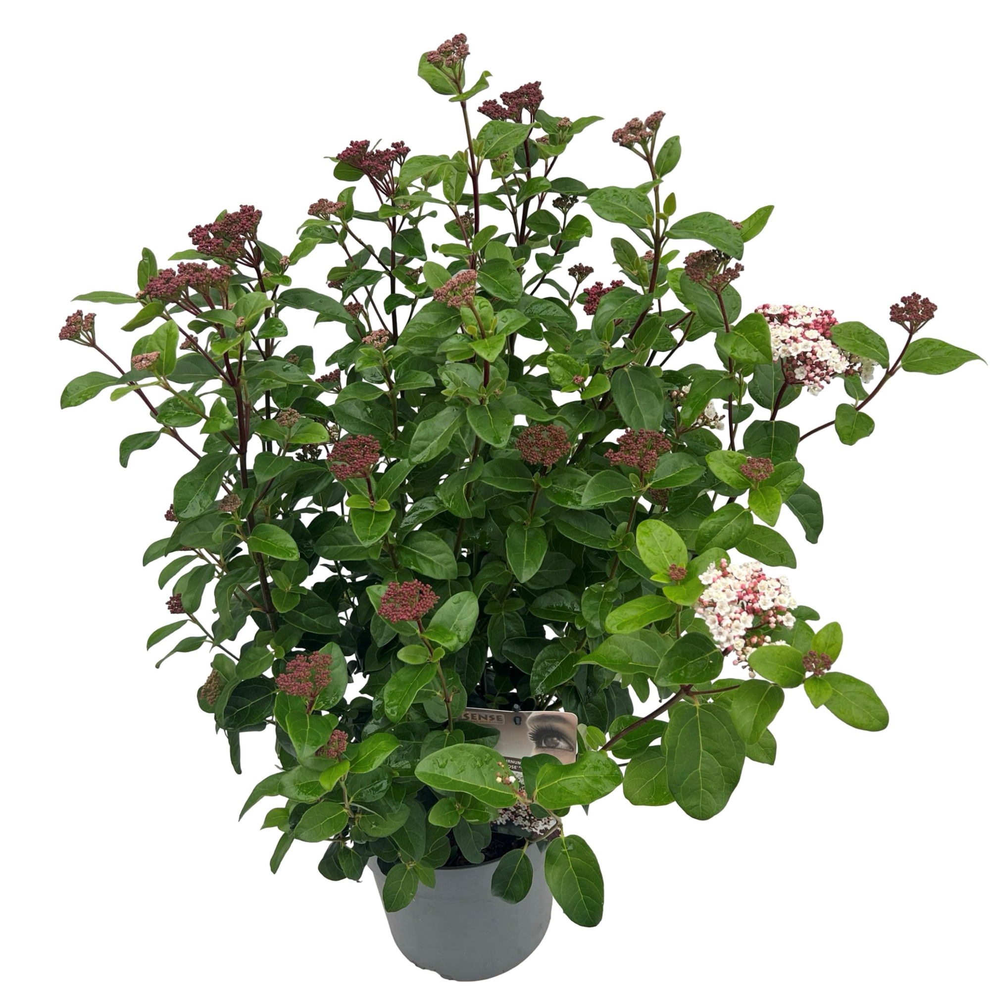 Viburnum 'Lisa Rose' ® sense, D 23 cm