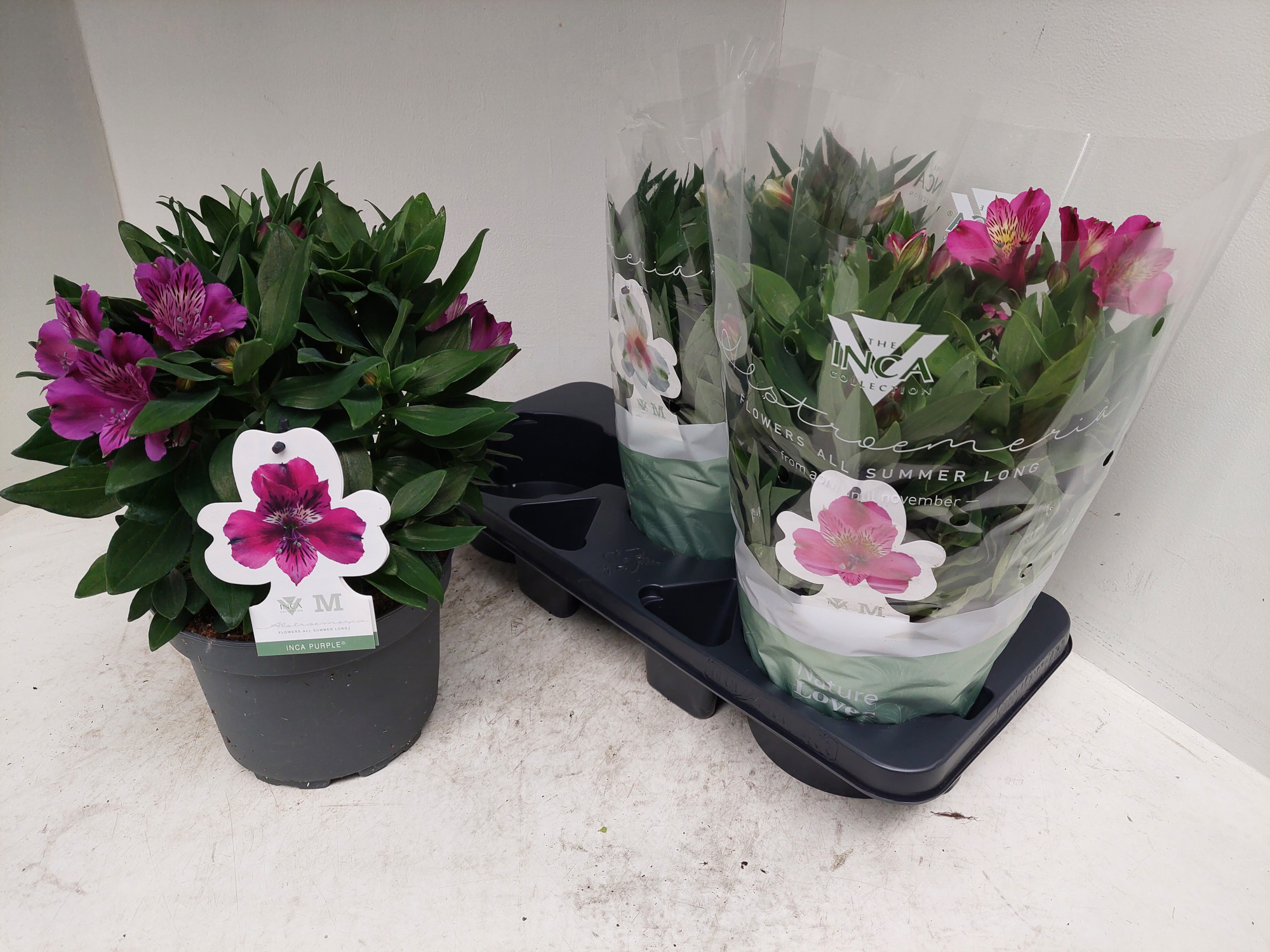 Alstroemeria inca 19cm mix, D 19