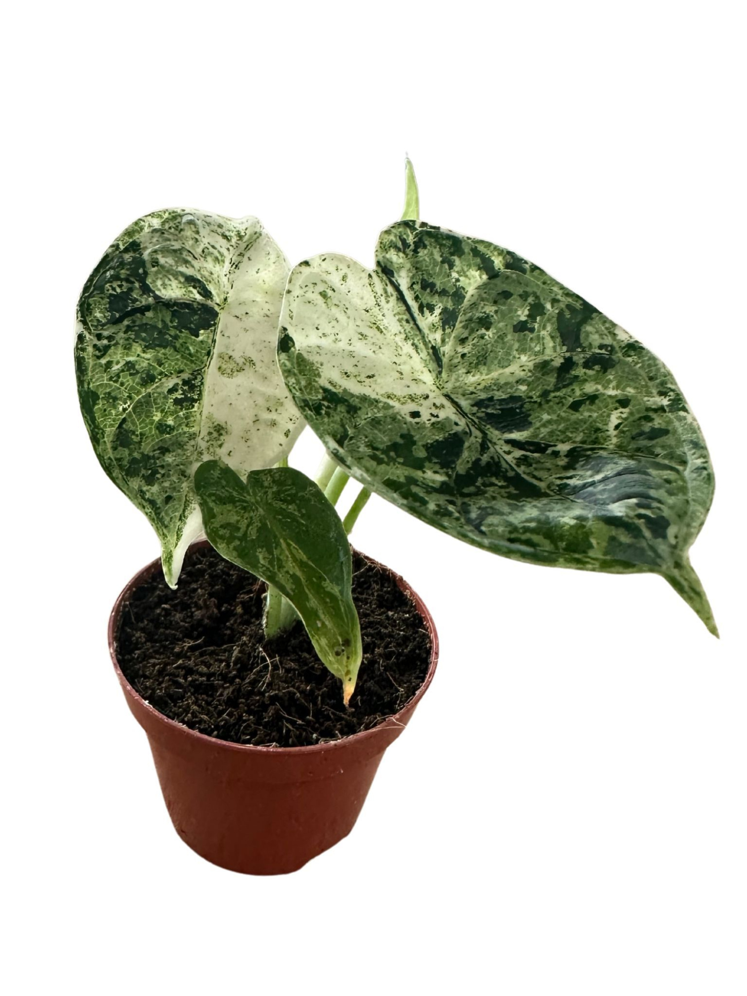 Alocasia Dragon Scale Mint, D 6 cm