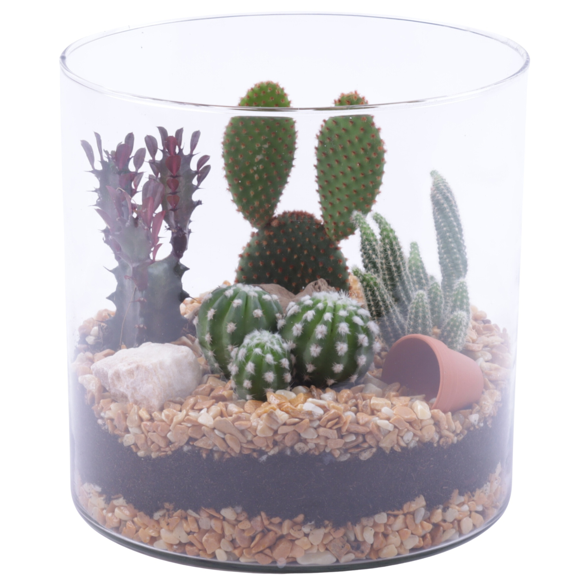 Yearround Arr. Cactus Glass Vase Cylinder Ø19cm 4PP, D 19 cm