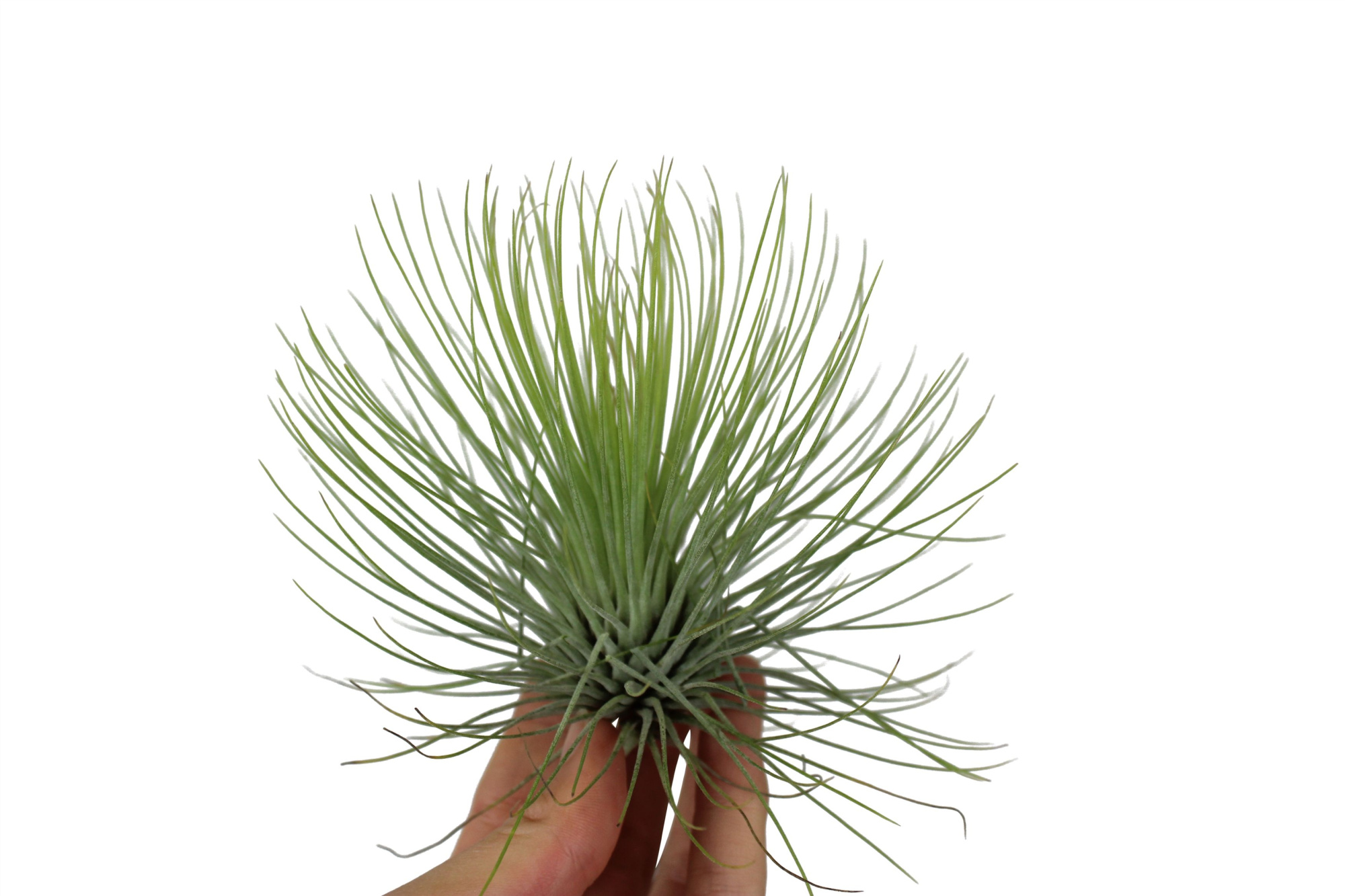 Tillandsia andreana, D 10 cm
