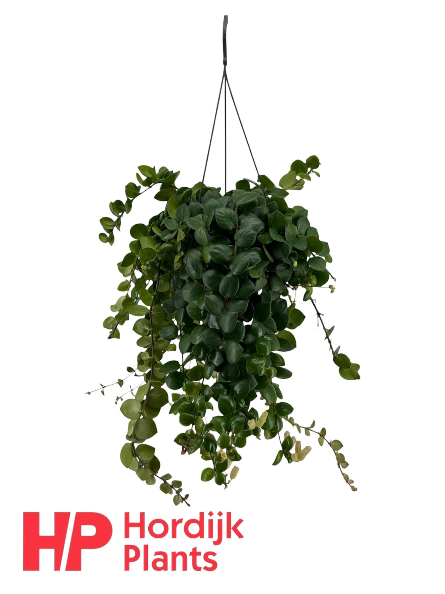 Aeschynanthus Pink Polka; bloeiend, D 15