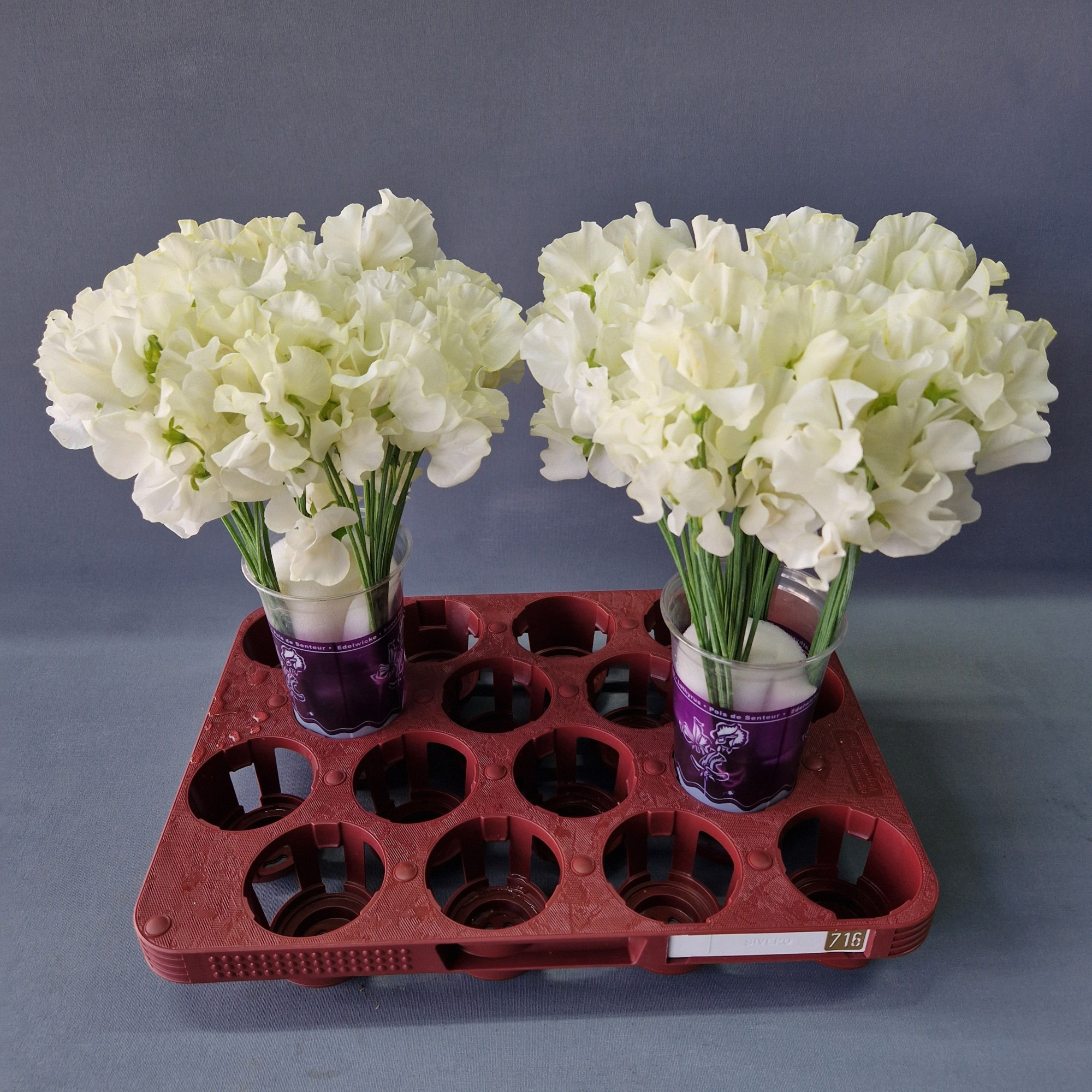 Латирус Парфум Крашеный 35 (краш. ), шт.