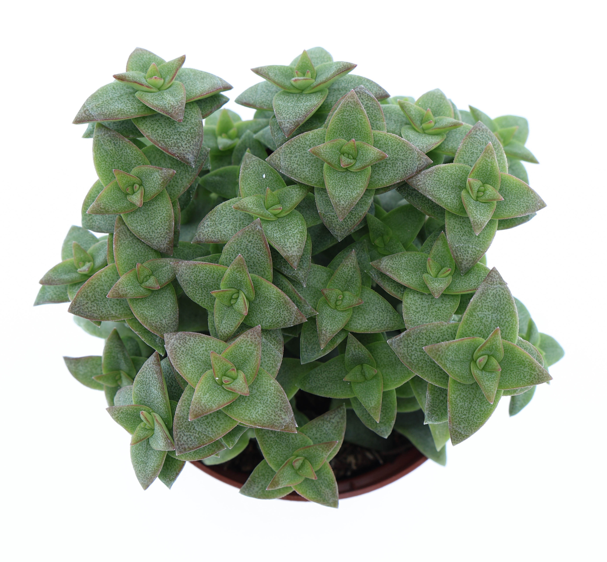 Crassula perfossa green, D 8,5 cm