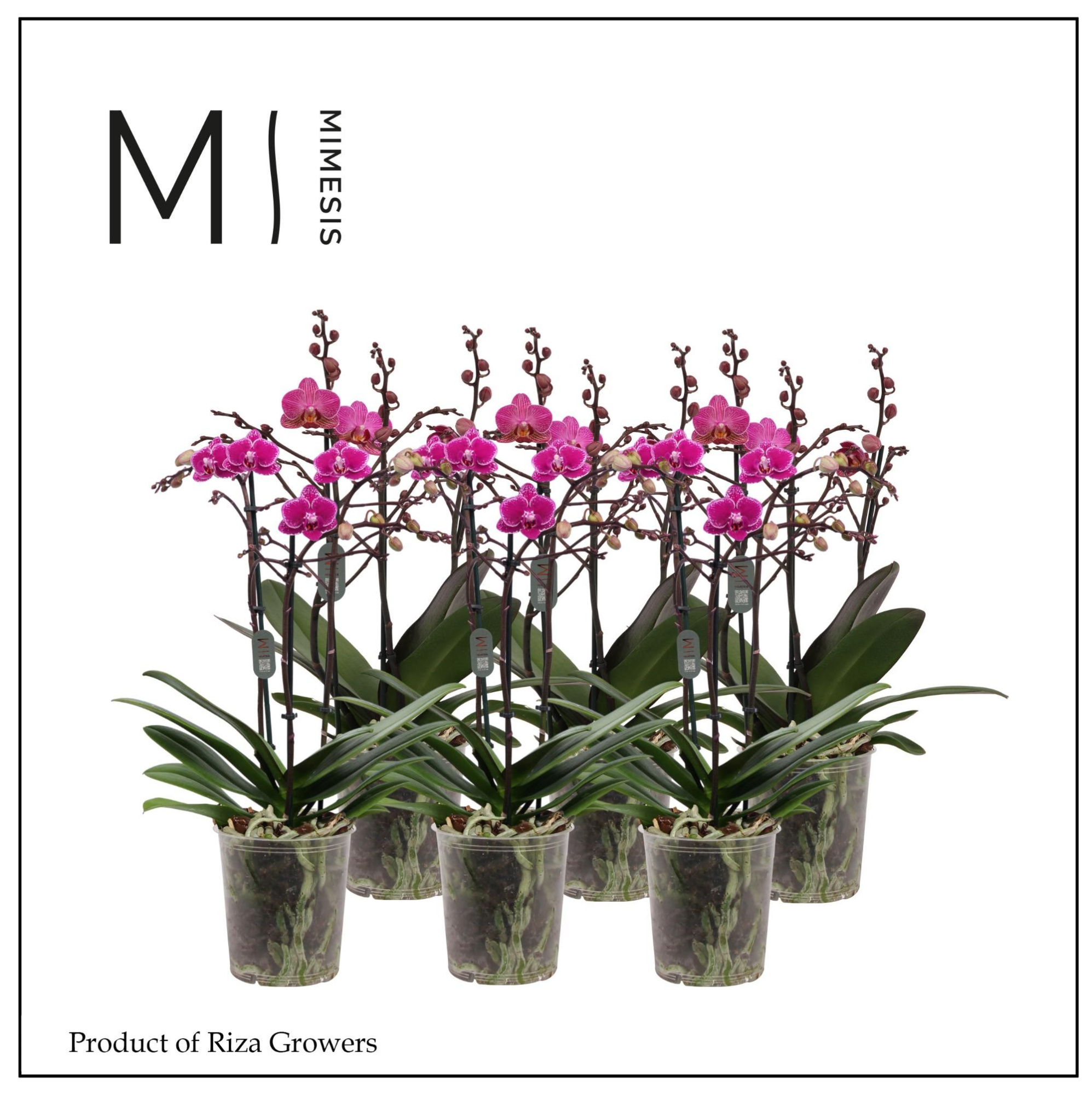 Phalaenopsis Multi Purple 3 spike - 12cm | Mimesis, D 12 cm