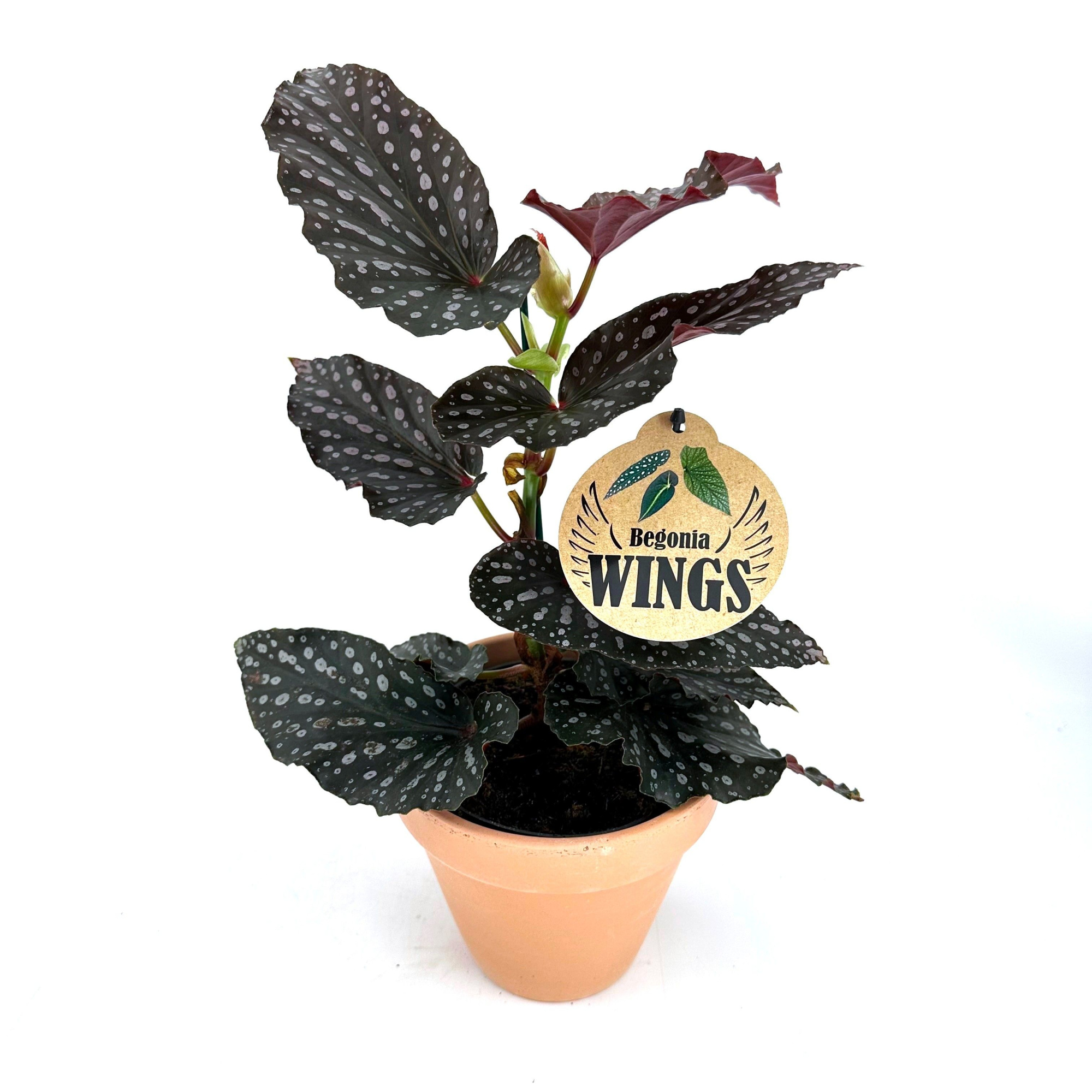 Begonia Momomayu w/claypot, D 13 cm