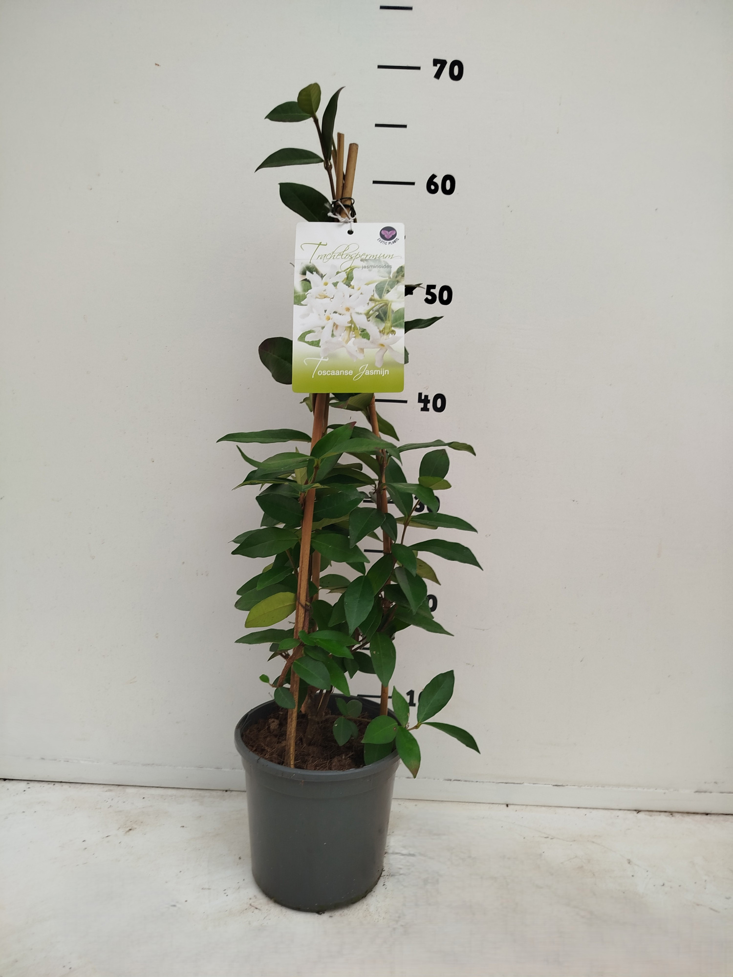 Trachelospermum jasminoides, D 15
