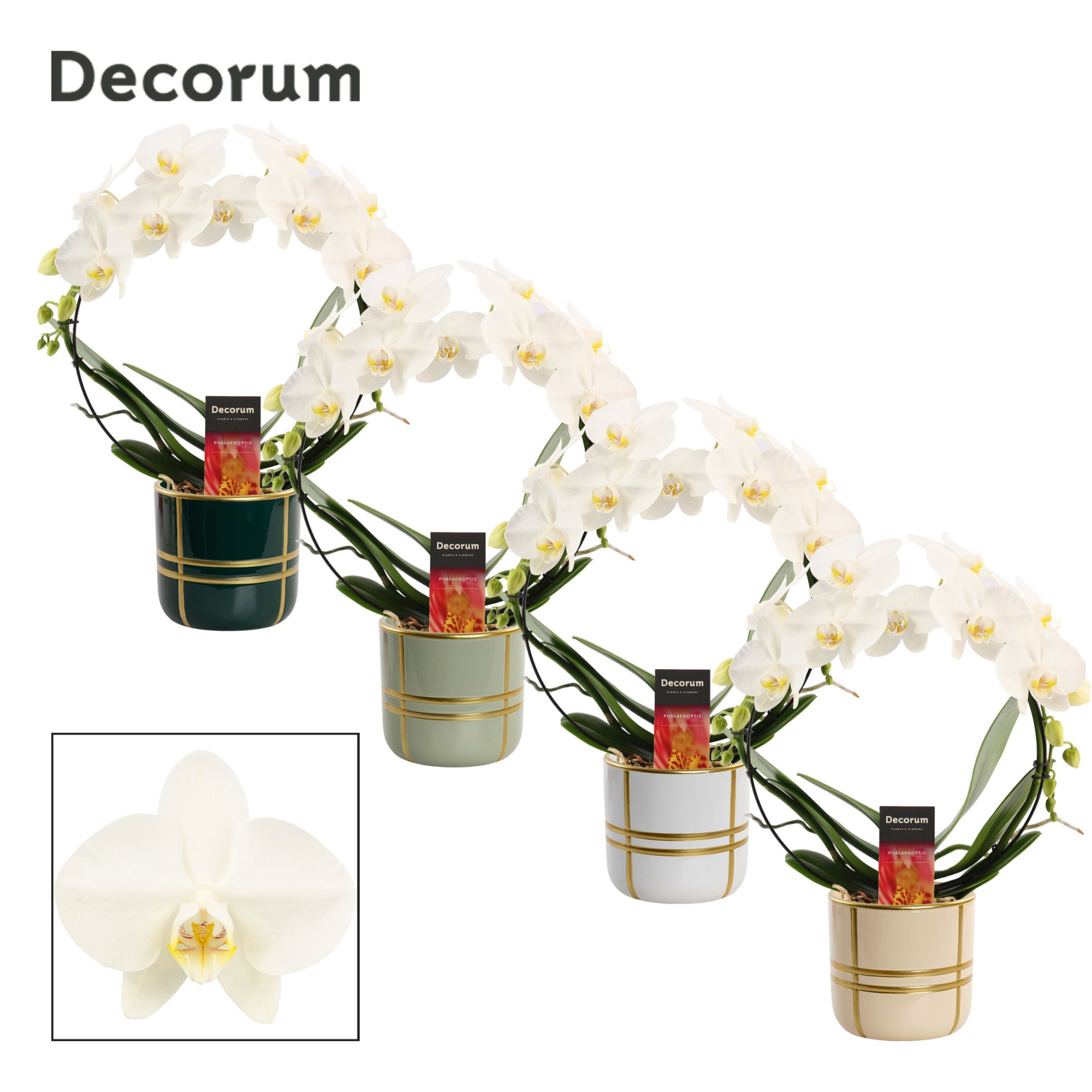 Phalaenopsis boog wit in Lauri (Top blend-collection), D 12 cm