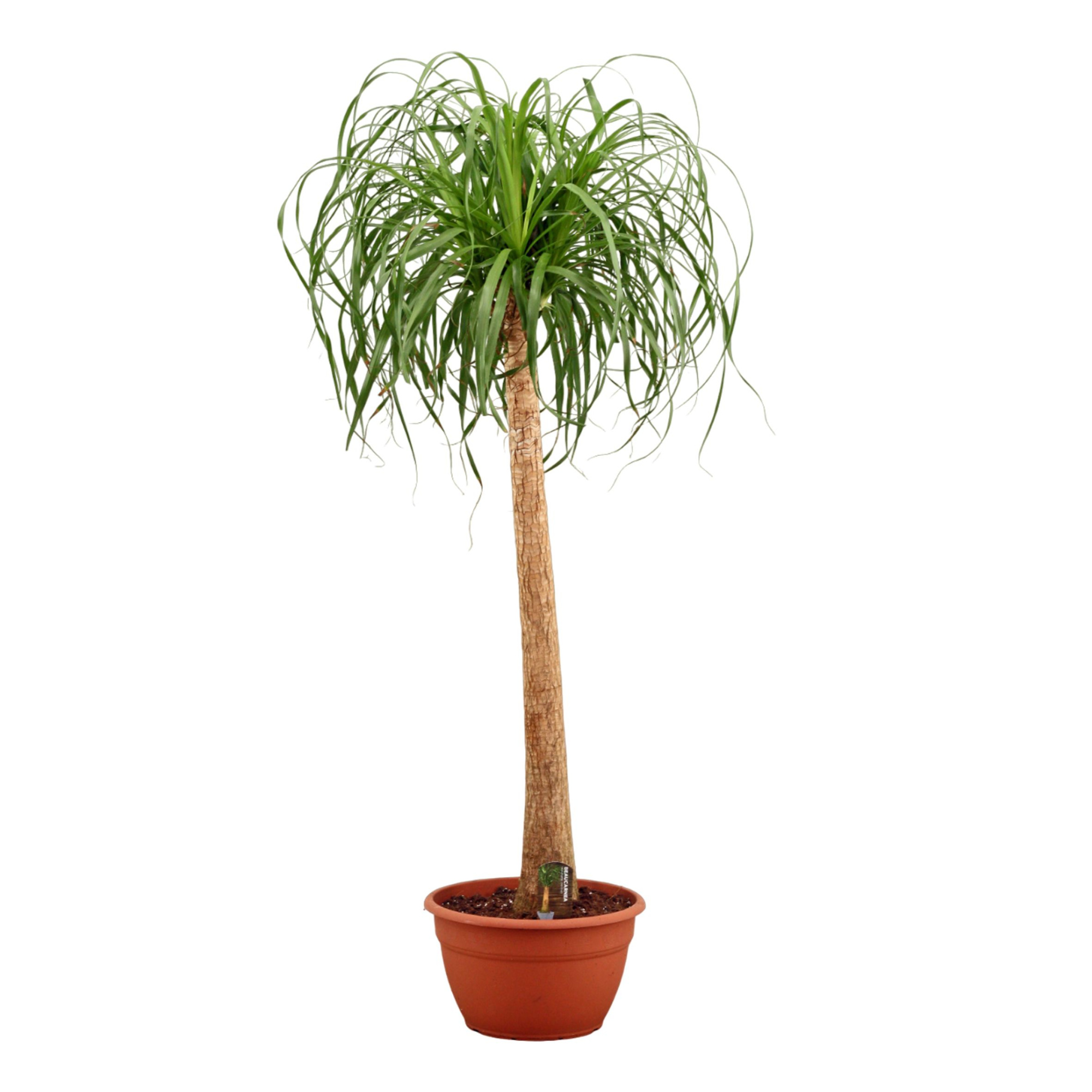 Beaucarnea A2 recht 35 cm, D 35 cm