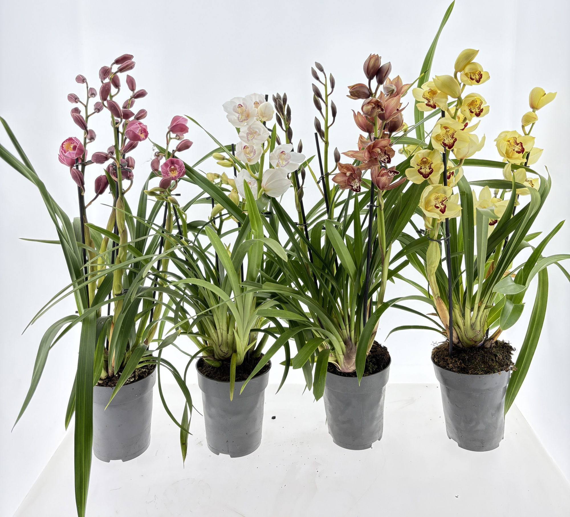 Cymbidium 4-tak mix, D 14