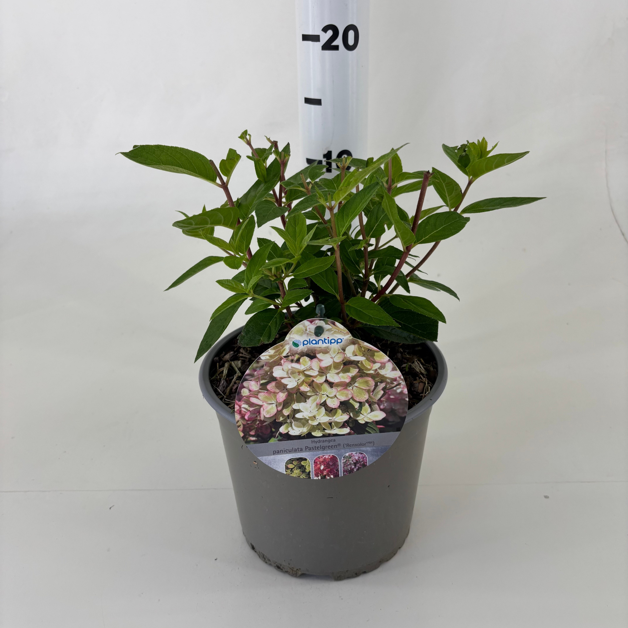 Hydrangea paniculata 'Pastel Green', D 19 cm