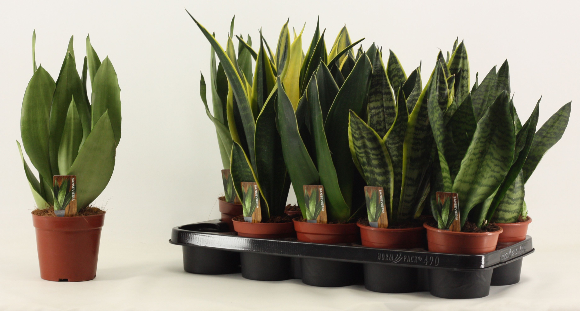 Sansevieria Super mix 12 cm, D 12 cm