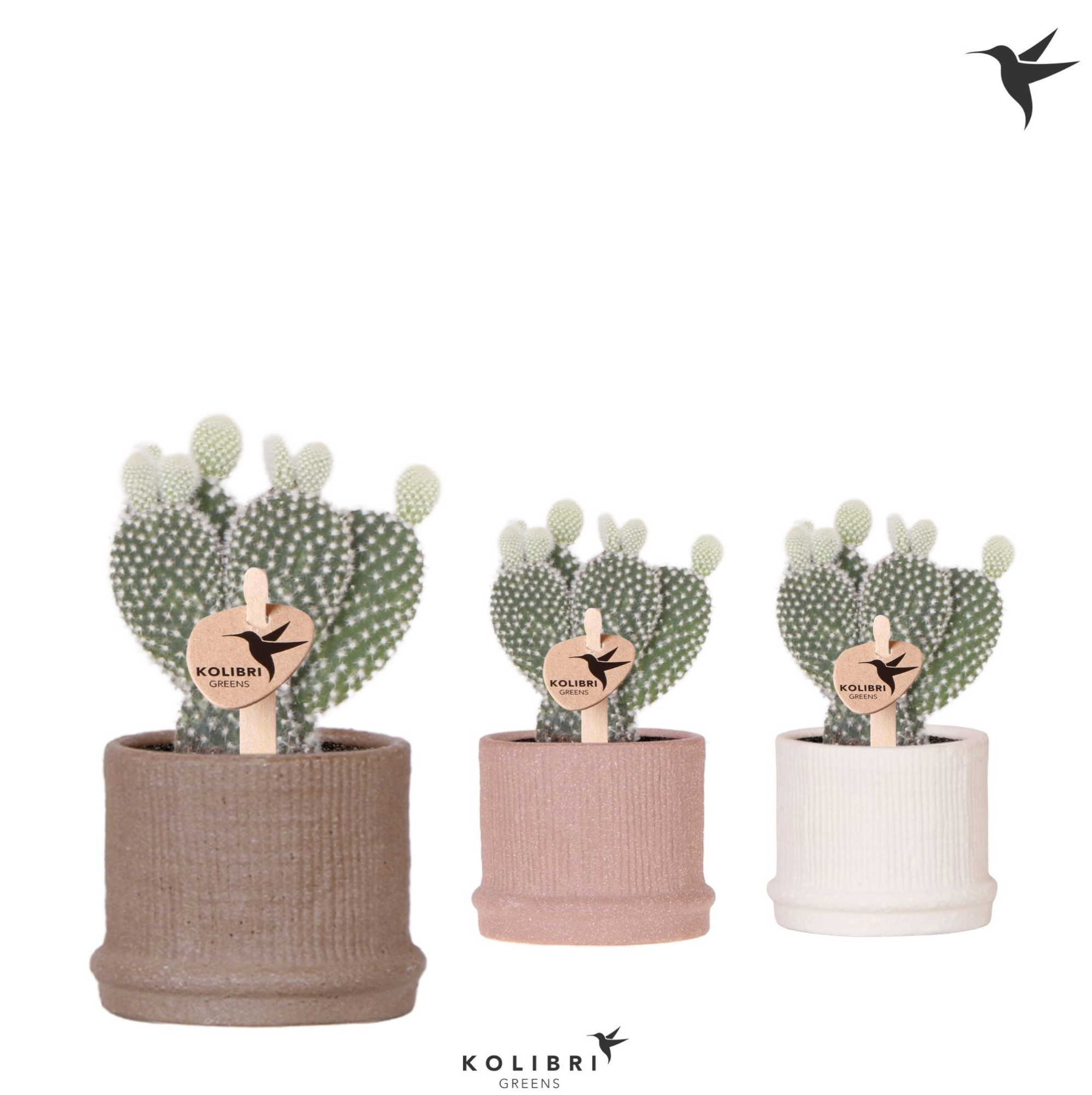Kolibri Greens Opuntia white in Bali pot mix, D 6 cm