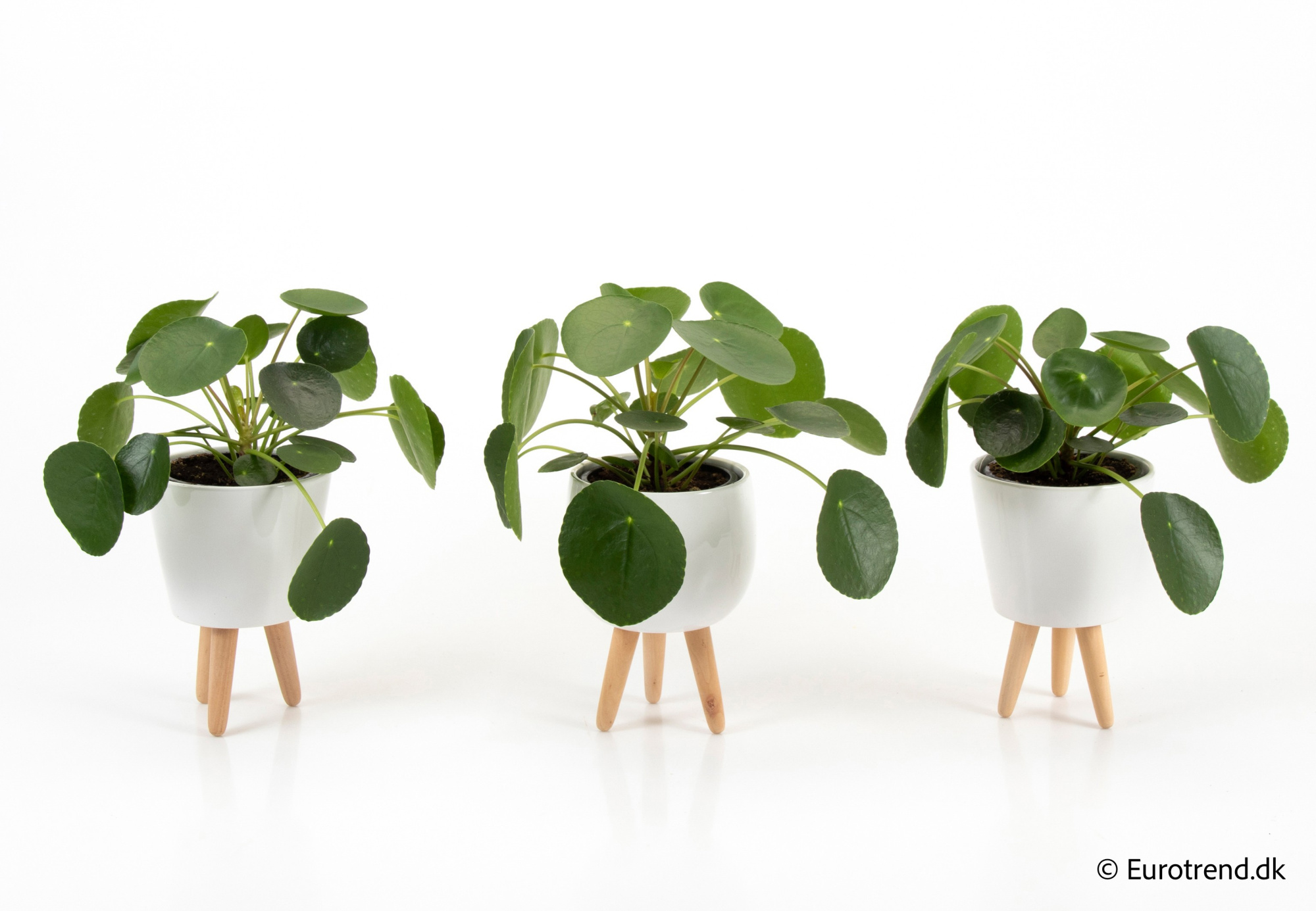 Pilea peperomoides in New Look ceramic 2026, D 11