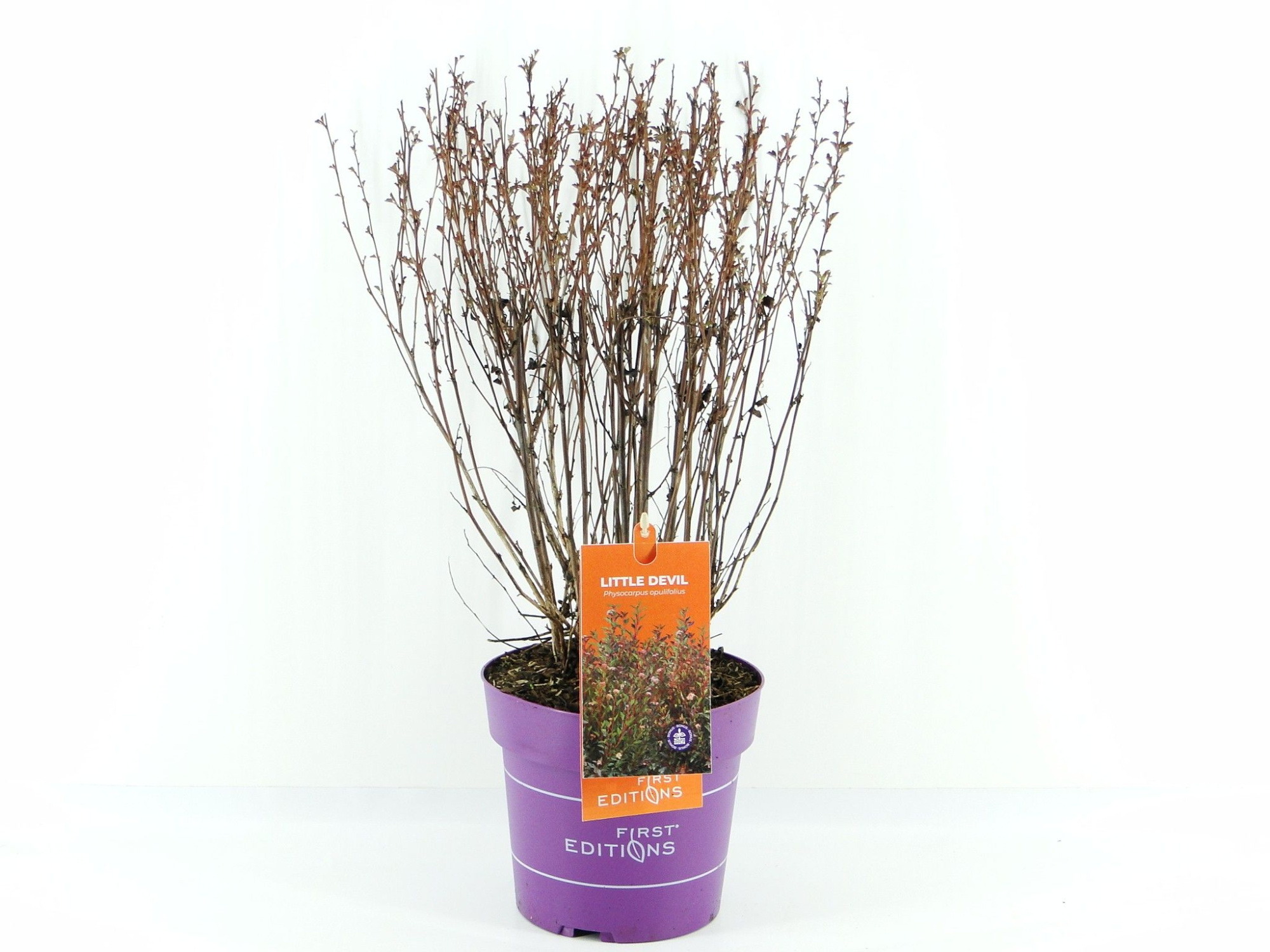 Physocarpus op. Little Devil (First Editions®), D 19