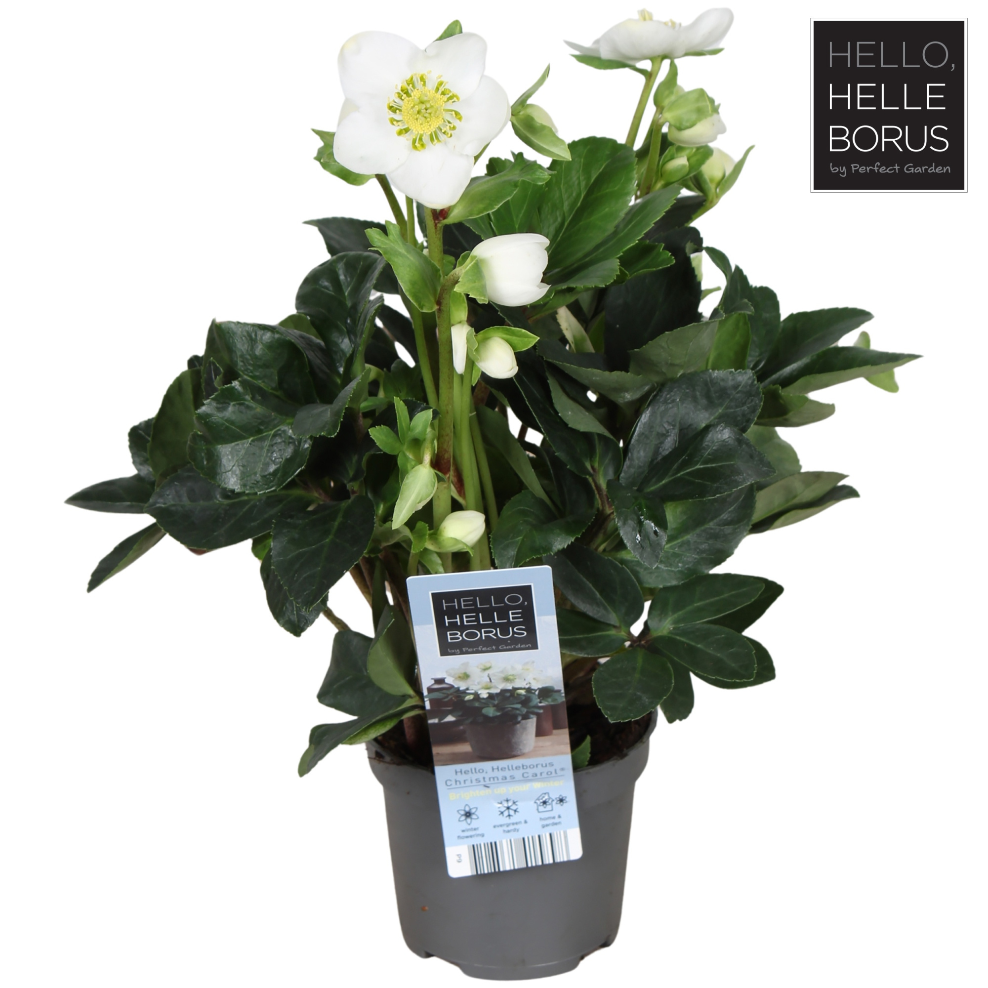 Helleborus niger 'Christmas Carol' P9 (XL), D 9 cm