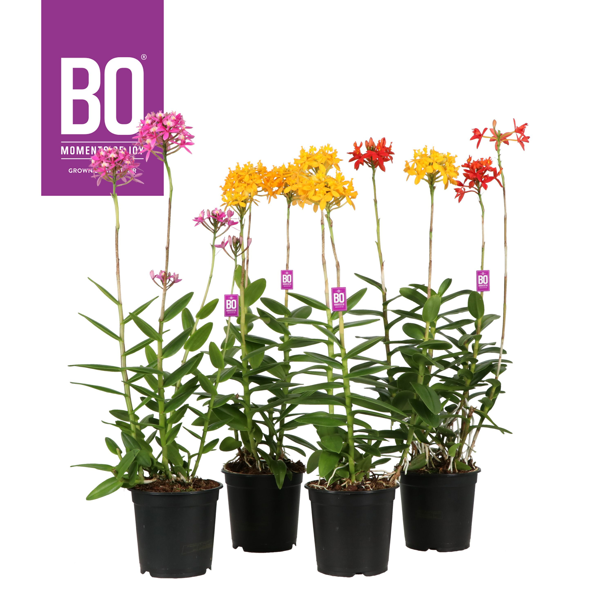 Epidendrum P15 BO Mix, D 15