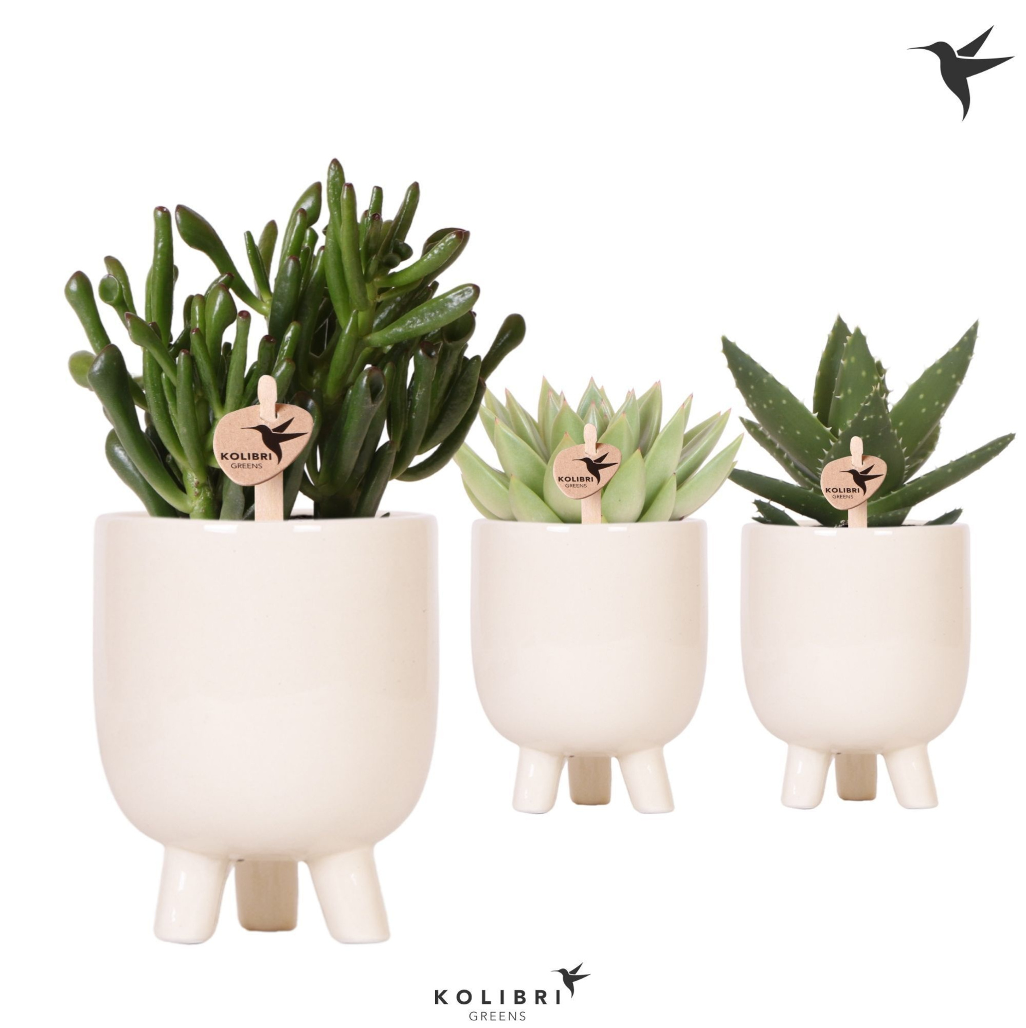 Kolibri Greens Succulenten mix in Gummy pot travertine, D 9 cm