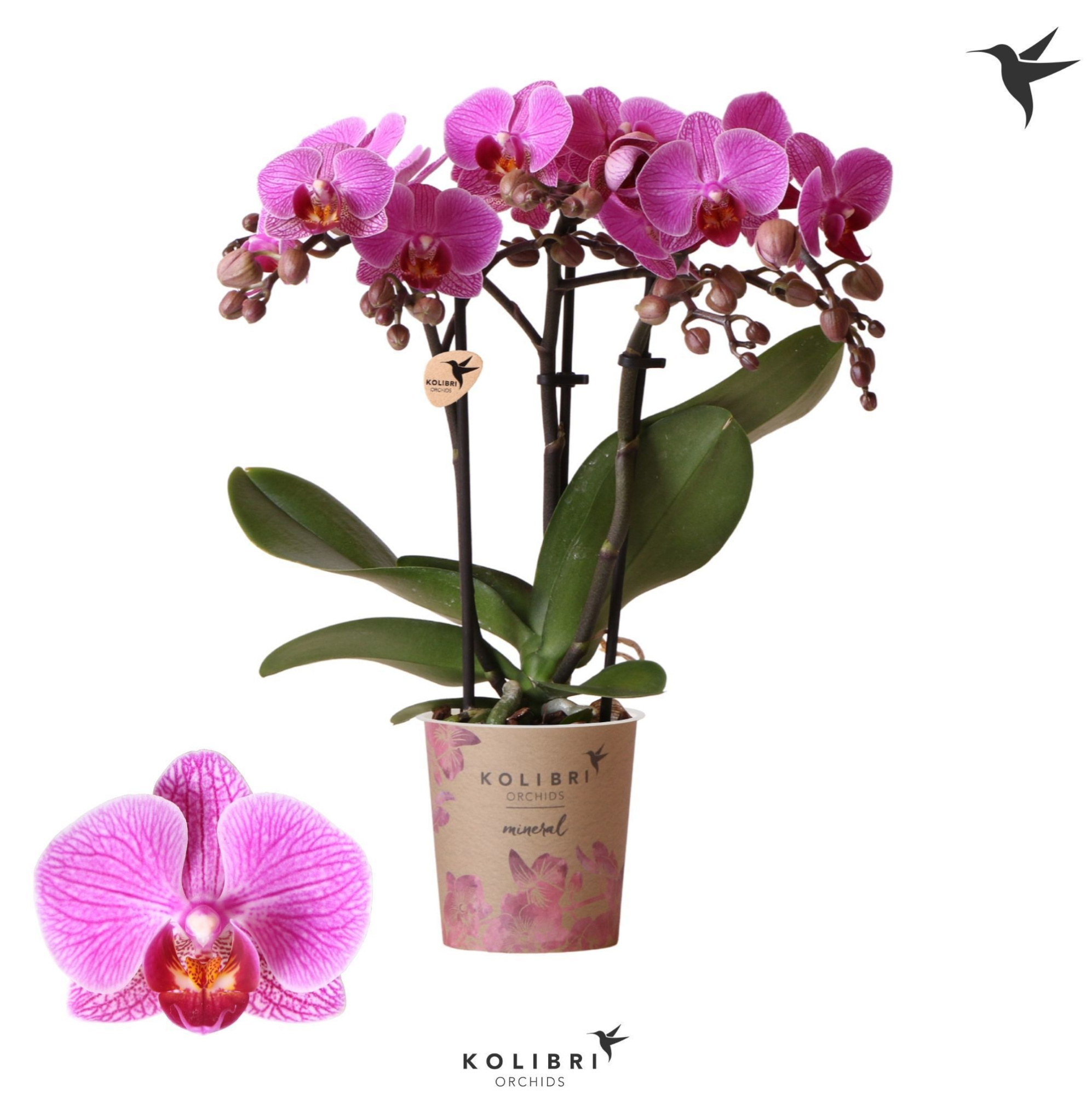 Kolibri Orchids Phalaenopsis Hamburg 3 spike, D 9