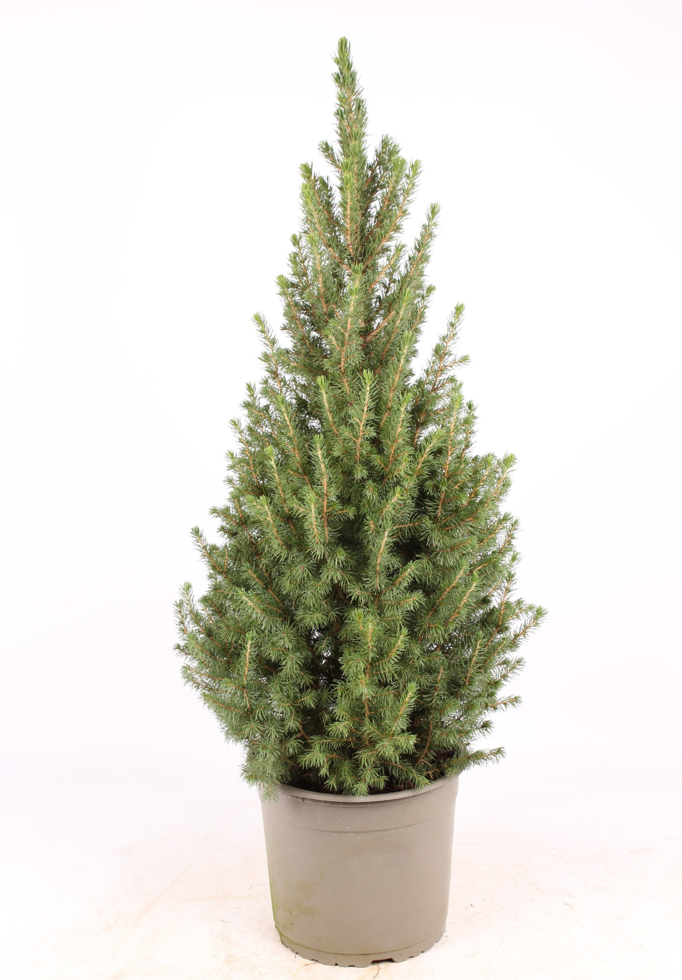 Picea glauca 'Conica', D 23 cm