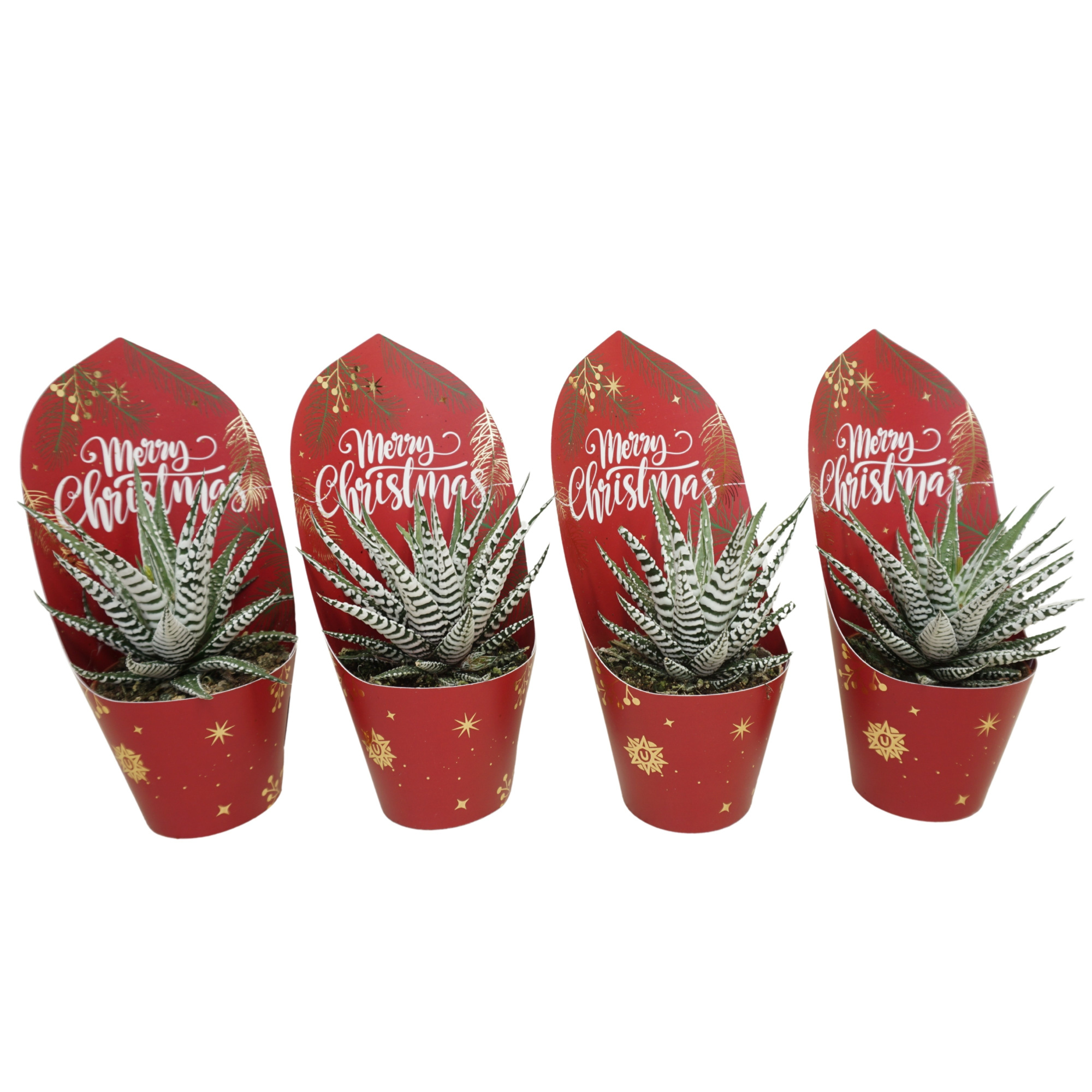 Haworthia 'big band' 8,5 cm in Kerst potcover, D 8,5 cm