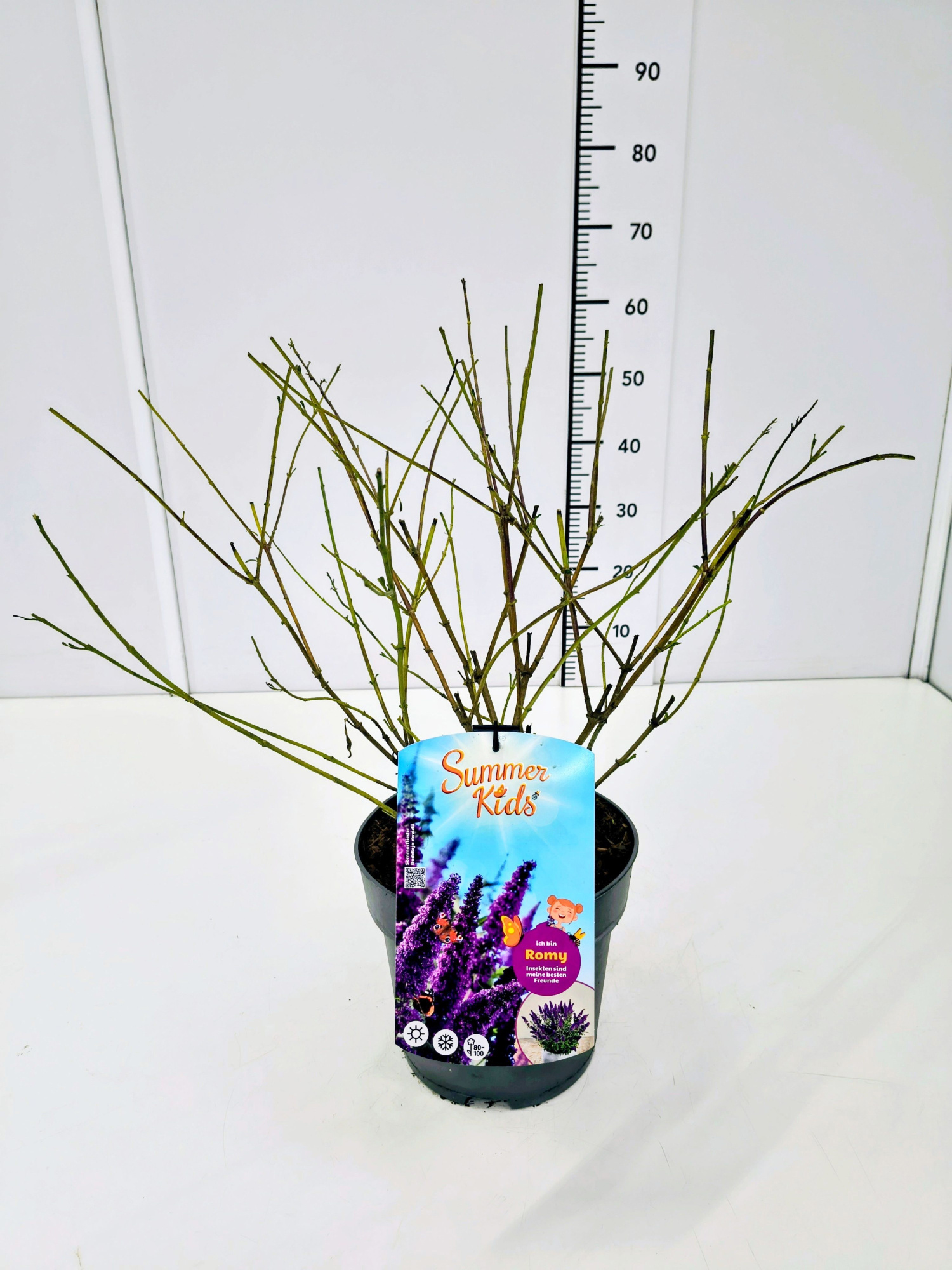 Buddleja d. 'Summer Kids® Romy' C5, D 23 cm